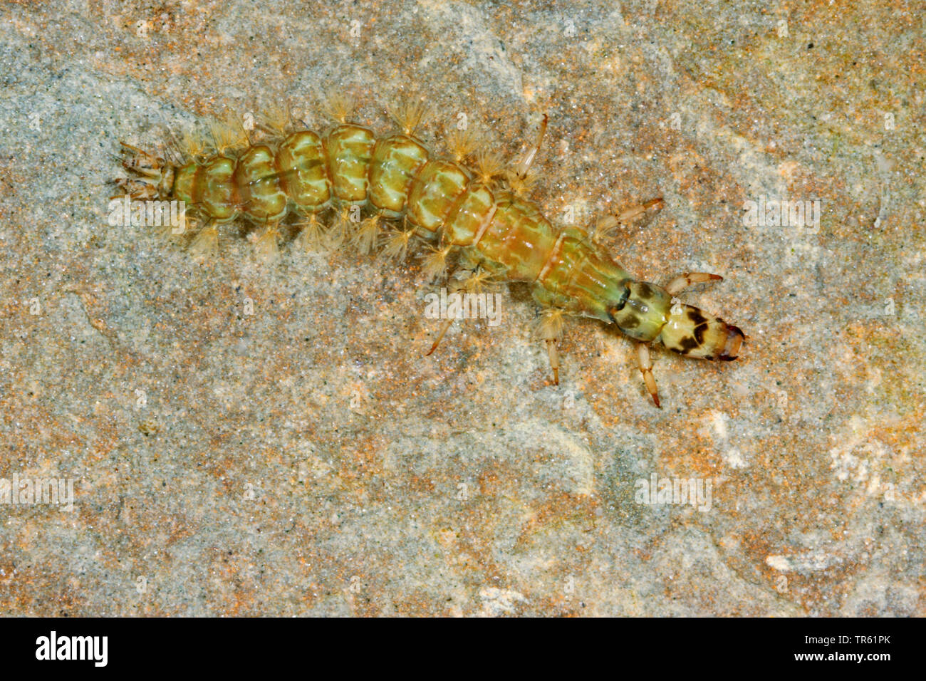 caddisfly (Rhyacophila spec.), larva on a stone in the water, view from