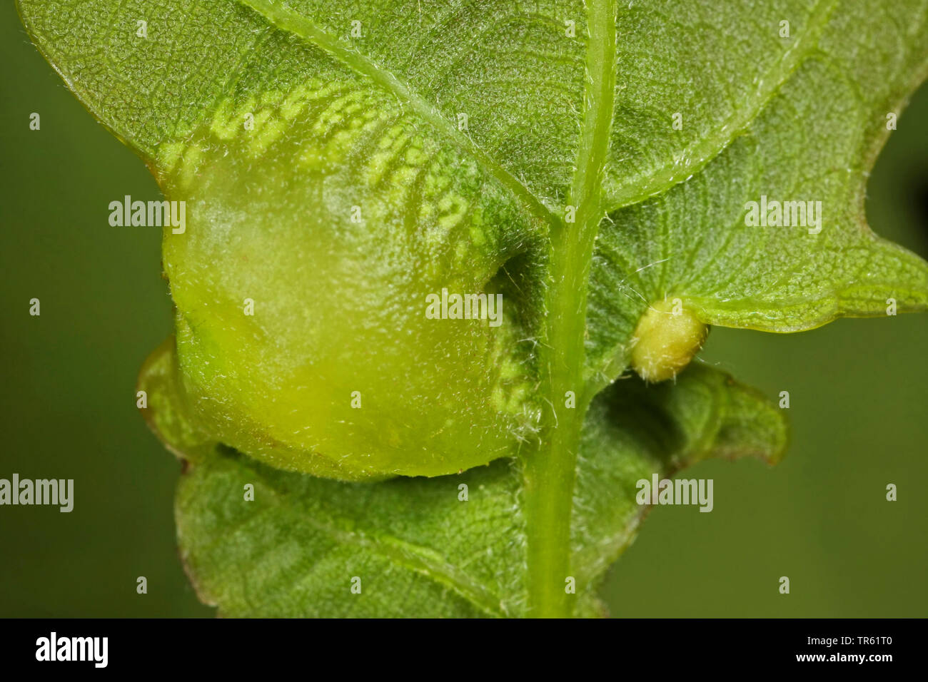 oak leaf smooth-gall cynipid wasp, Schenck's gall wasp, smooth spangle gall wasp (>smooth spangle gall) (Neuroterus albipes, Neuroterus laeviusculus), galls at oaf leaf, bisexual generation, Germany Stock Photo
