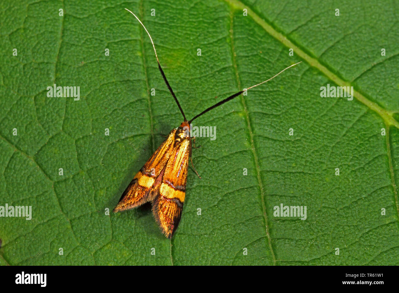 Longhorn Moth (Nemophora degeerella, Adela degeerella), female sitting on a leaf, view from above, Germany Stock Photo