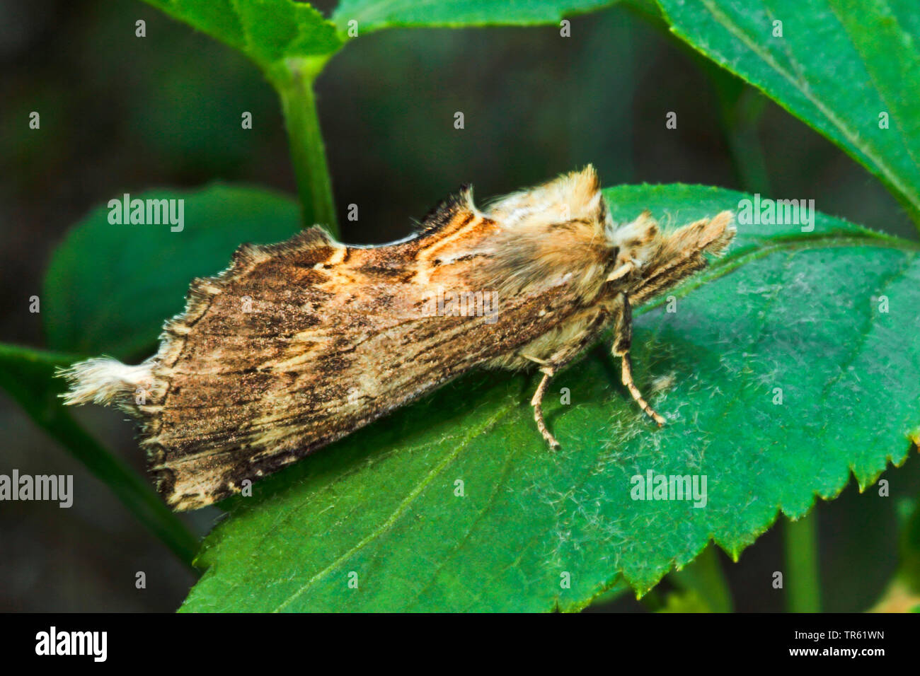 Pale Prominent (Pterostoma palpina), imago sitting on a leaf, side view, Germany Stock Photo