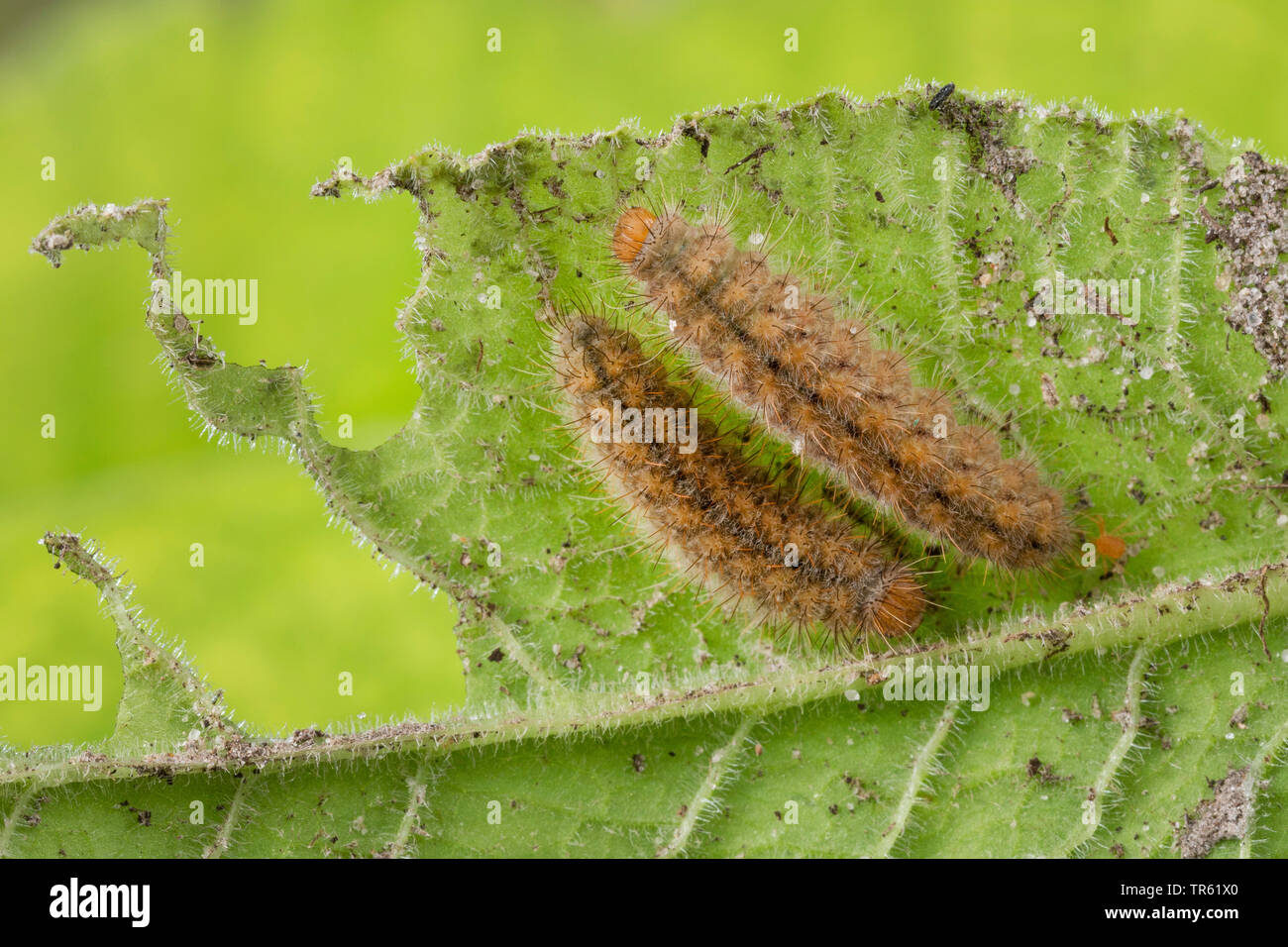Metalmark butterfly caterpillar hires stock photography and images Alamy