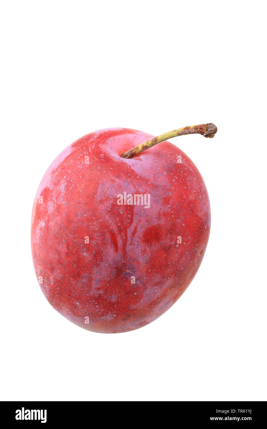 European plum (Prunus domestica), plum, cultivar Koenigin Viktoria, cutout Stock Photo