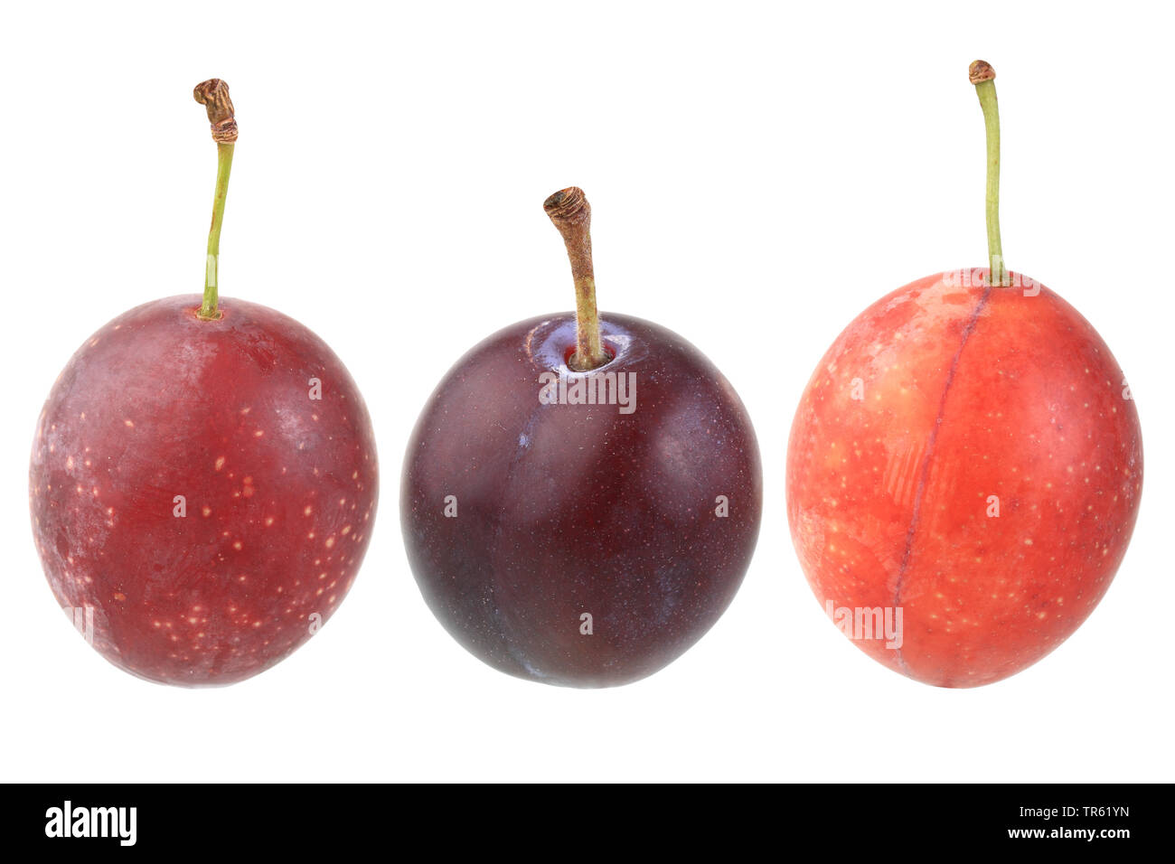 Cherry plum, Myrobalan plum (Prunus cerasifera), three different coulors Stock Photo