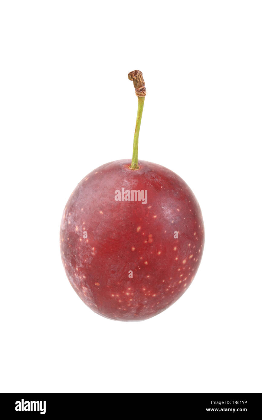 Cherry plum, Myrobalan plum (Prunus cerasifera), fruit Stock Photo