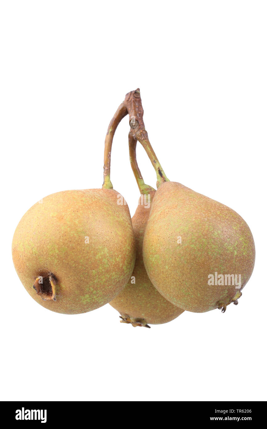 Common pear (Pyrus communis), pear, cultivar Gute Graue, cutout Stock Photo