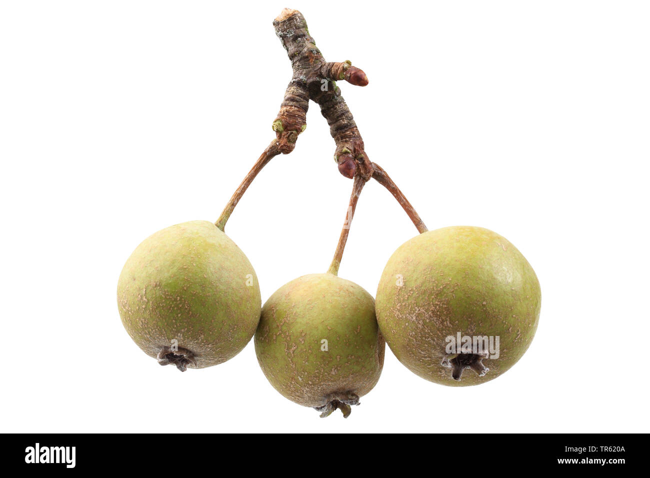 European Wild Pear, Wild Pear (Pyrus pyraster), fruit on a branch, cutout Stock Photo