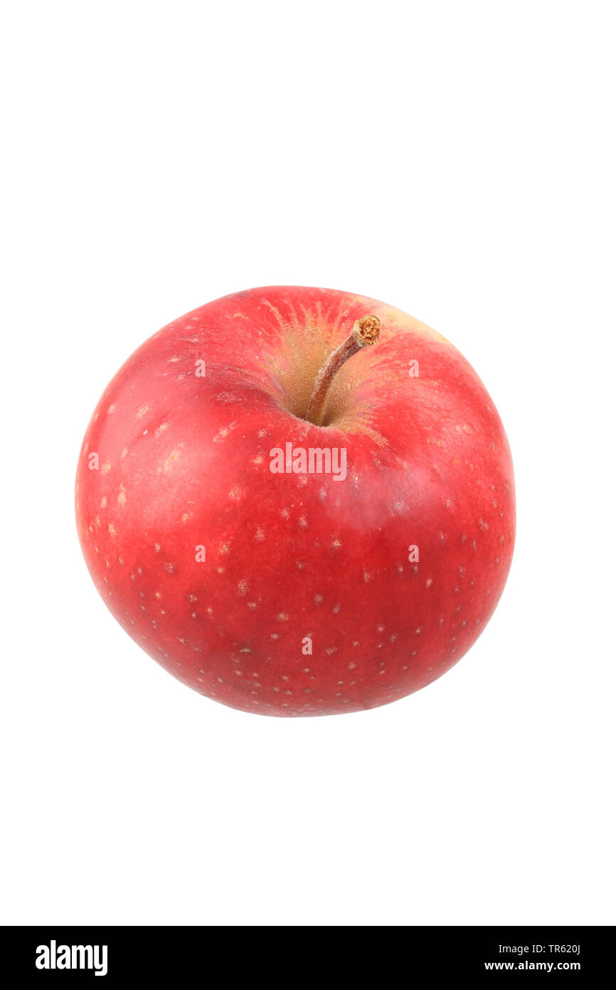 apple (Malus domestica, Stark Earliest), apple of cultivar Stark Earliest, cutout Stock Photo