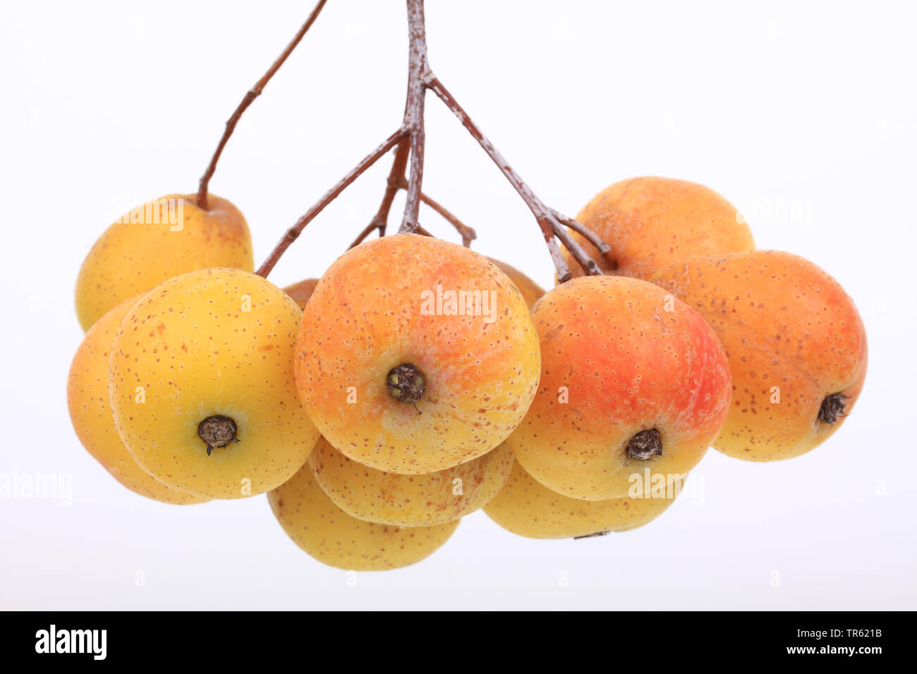 service-tree (Sorbus domestica), fruits Stock Photo
