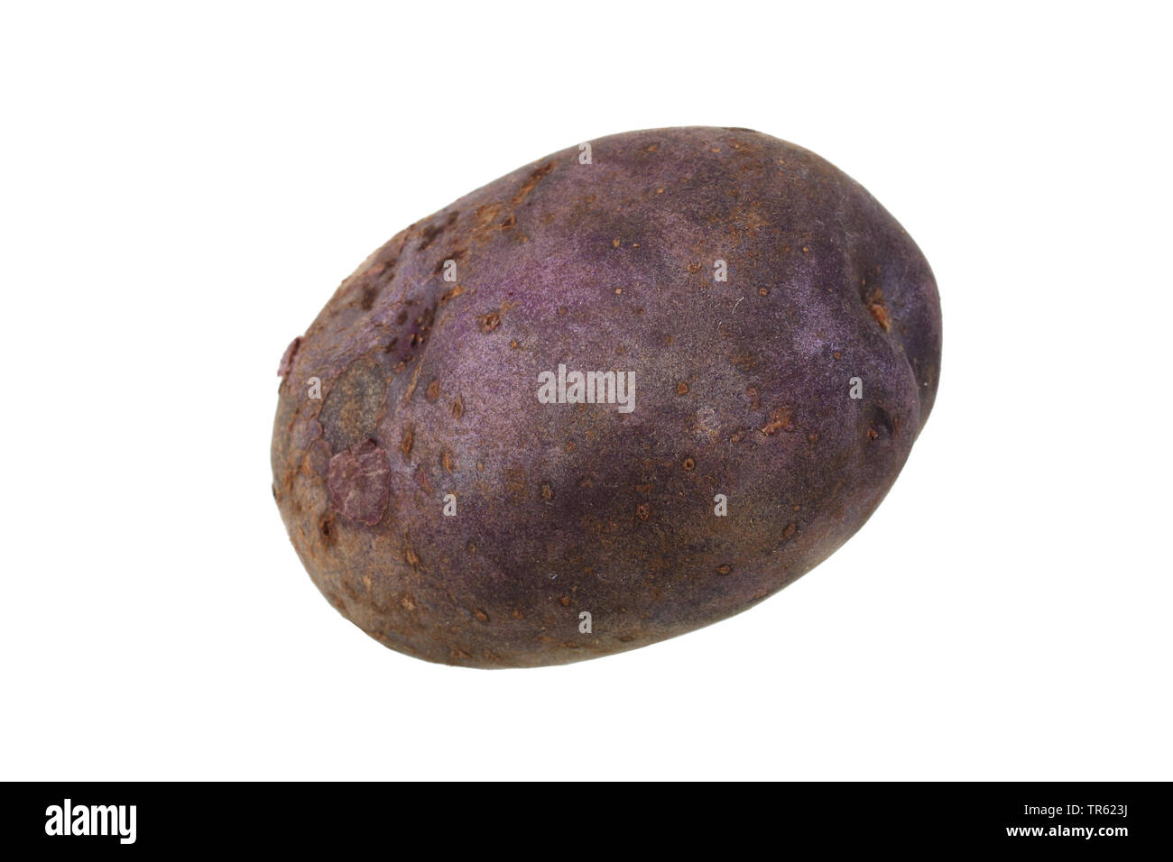 potato (Solanum tuberosum Hermanns Blaue), potato of cultivar Hermanns Blaue, cutout Stock Photo