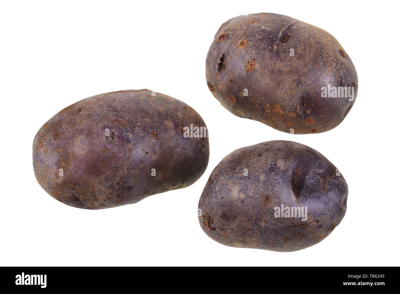 potato (Solanum tuberosum Blauer Schwede), potatoes of cultivar Blauer Schwede, cutout Stock Photo