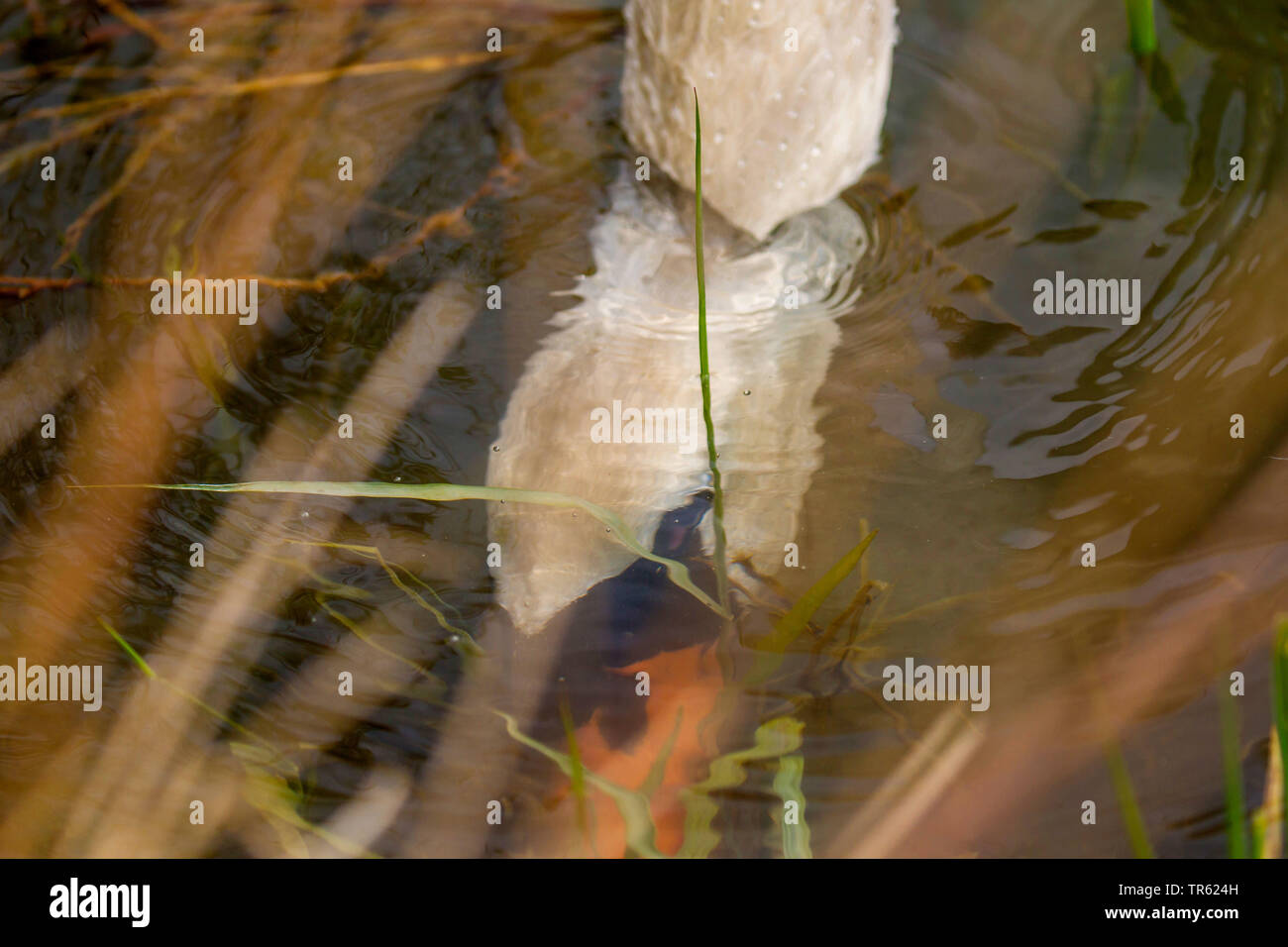 mute swan (Cygnus olor), finding food underwater, Germany, Bavaria Stock Photo