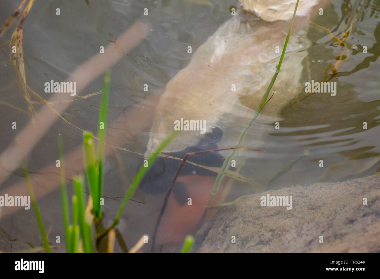 mute swan (Cygnus olor), finding food underwater, Germany, Bavaria Stock Photo