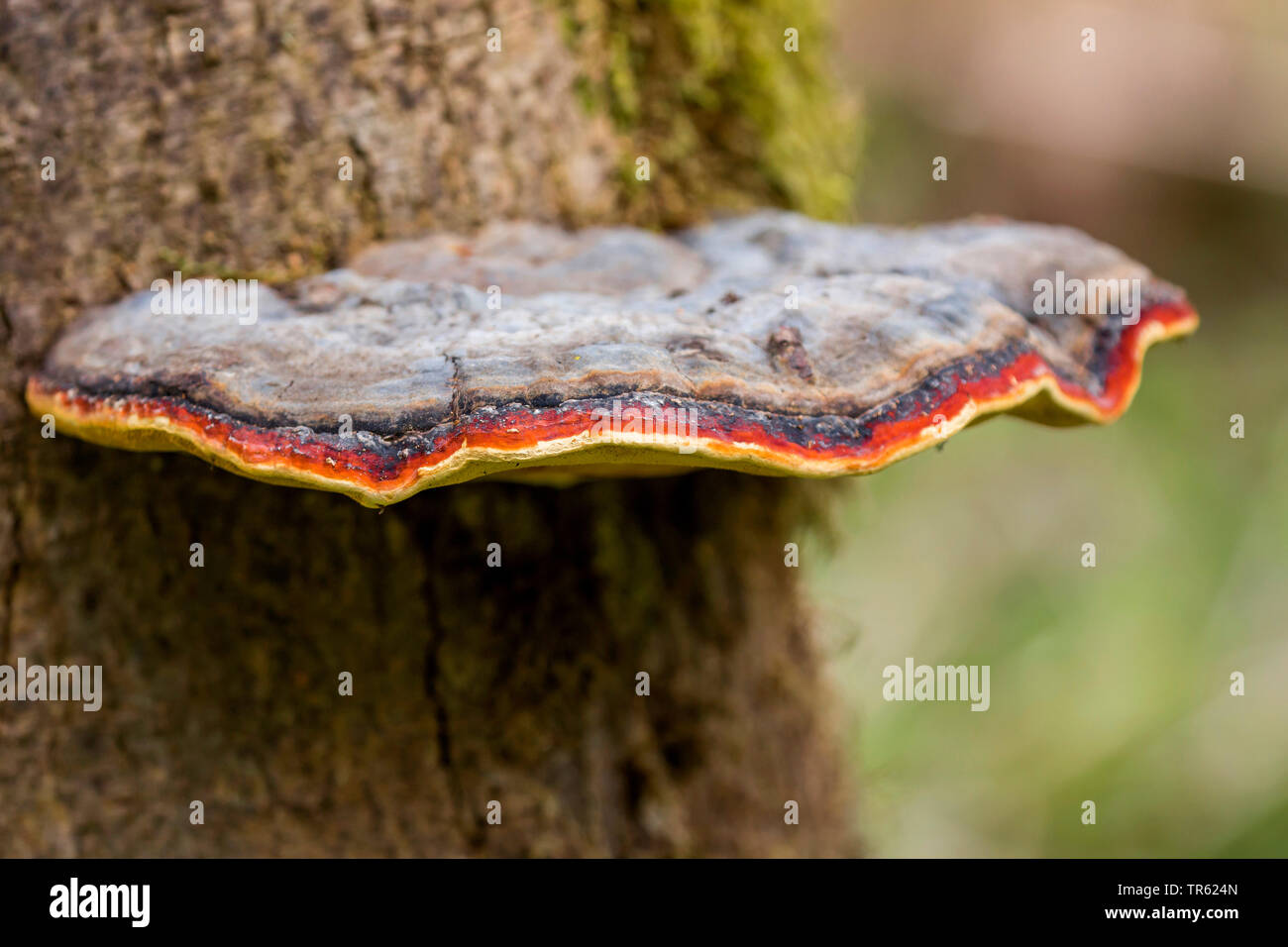 Red Banded Polypore, Red-banded Polypore, Red belted Bracket, Red-belted Bracket (Fomitopsis pinicola, Fomes pinicola, Fomes marginatus), red belt conk in German colors, Germany, Bavaria Stock Photo