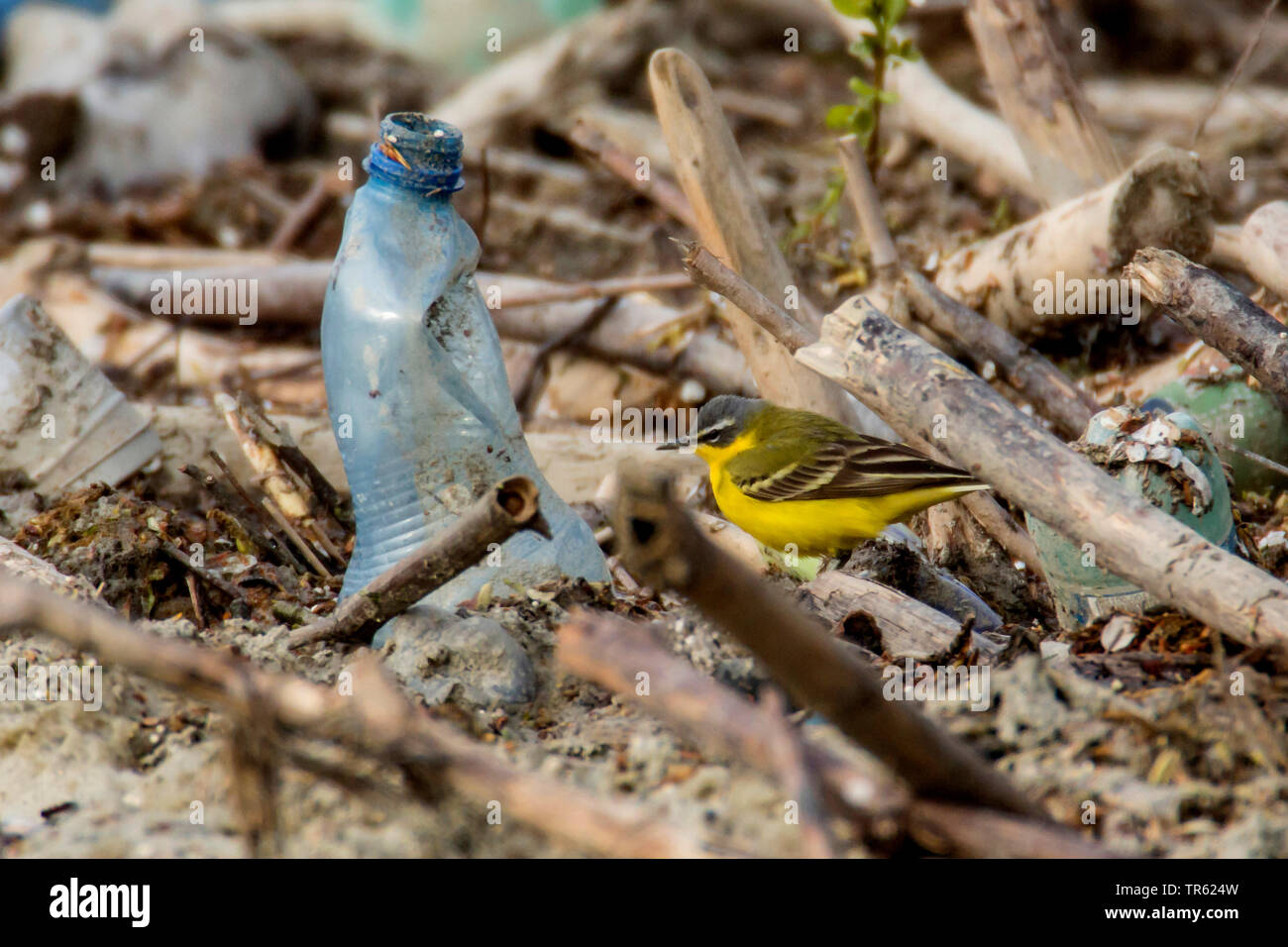 Yellow wagtail (Motacilla flava), walking on flotsam and rubbish in a river, Austria, Tyrol Stock Photo