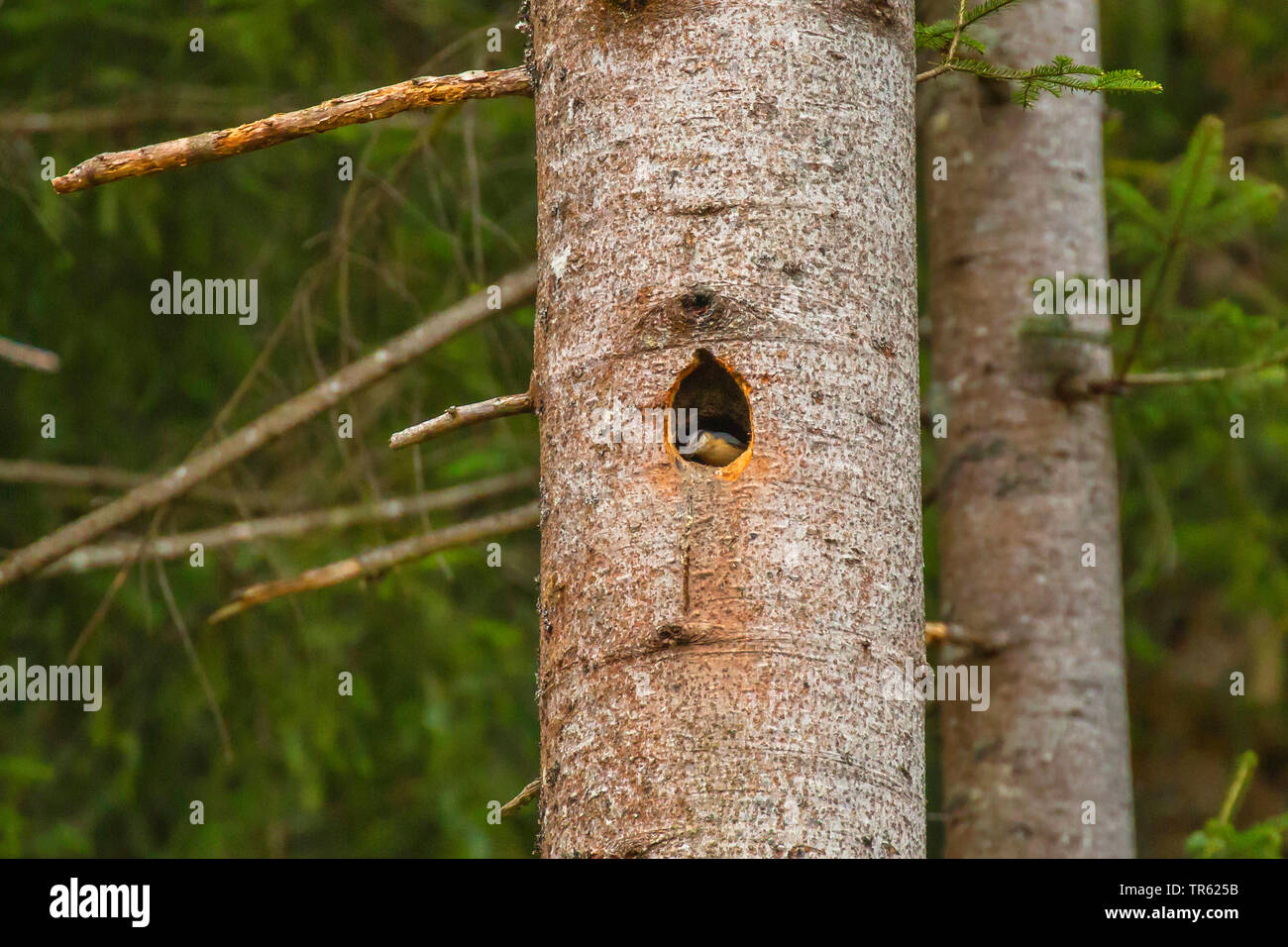 Eurasian nuthatch (Sitta europaea), building its nest in a black woodpecker cavity, Austria, Tyrol Stock Photo