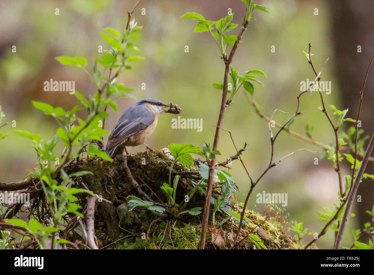 Eurasian nuthatch (Sitta europaea), sitting on roots with a clump of clay in the bill, Austria, Tyrol Stock Photo