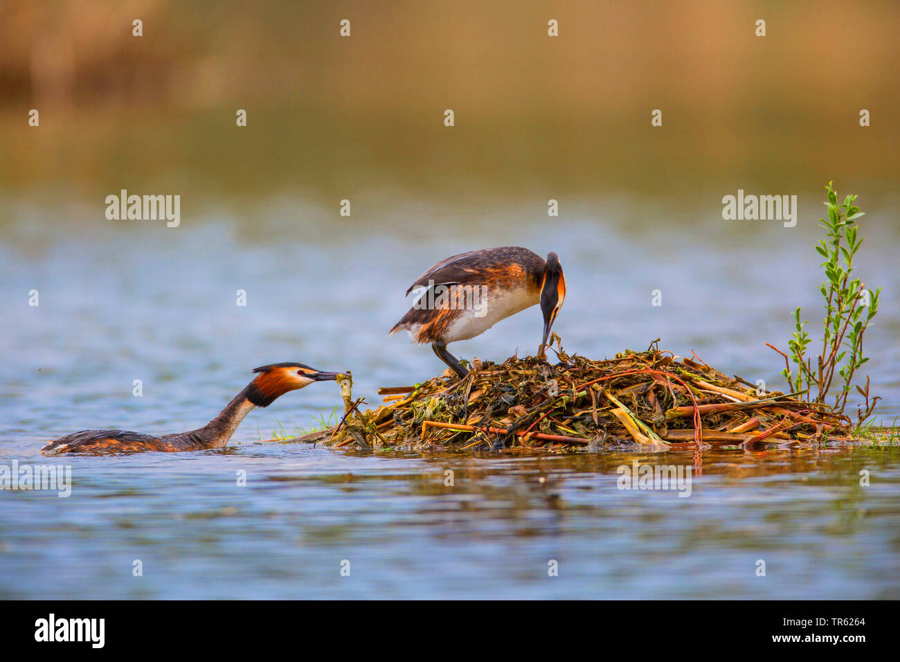 great crested grebe (Podiceps cristatus), pair building at a floating nest in a pond, side view, Germany, Bavaria Stock Photo