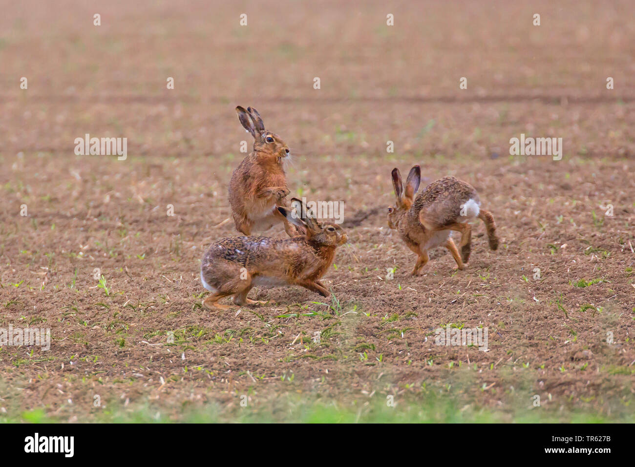 European hare, Brown hare (Lepus europaeus), three exemplars fighting on an acre at mating time, Germany, Bavaria Stock Photo