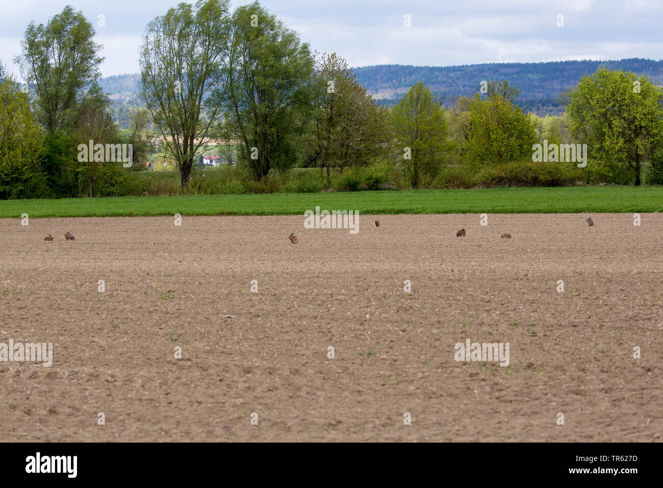 European hare, Brown hare (Lepus europaeus), seven exemplars assembling at a field edge for mating, Germany, Bavaria Stock Photo