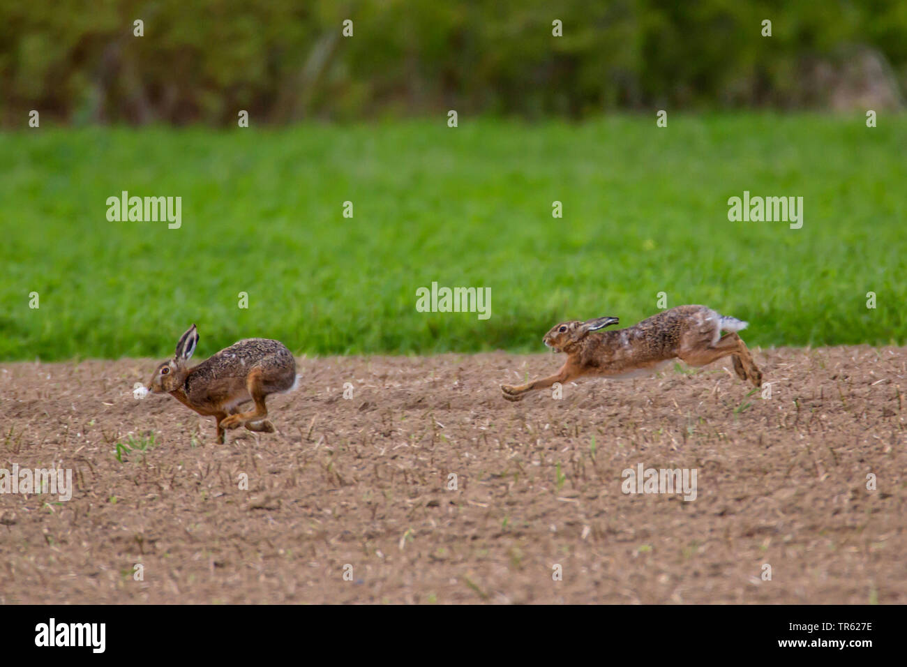 European hare, Brown hare (Lepus europaeus), two hares chasing each other across an acre during the mating season, Germany, Bavaria Stock Photo