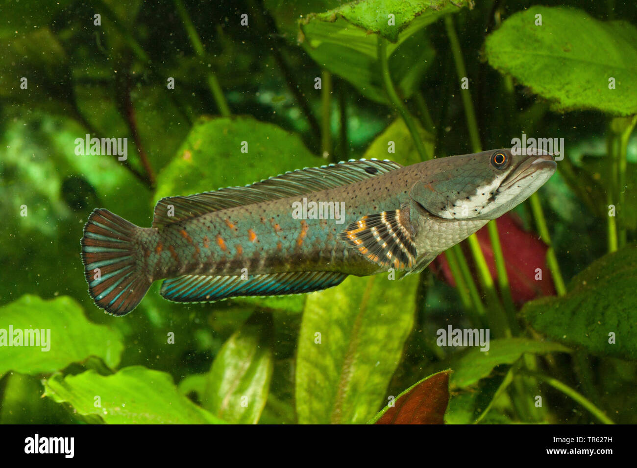 snakehead (Channa pulchra), side view Stock Photo