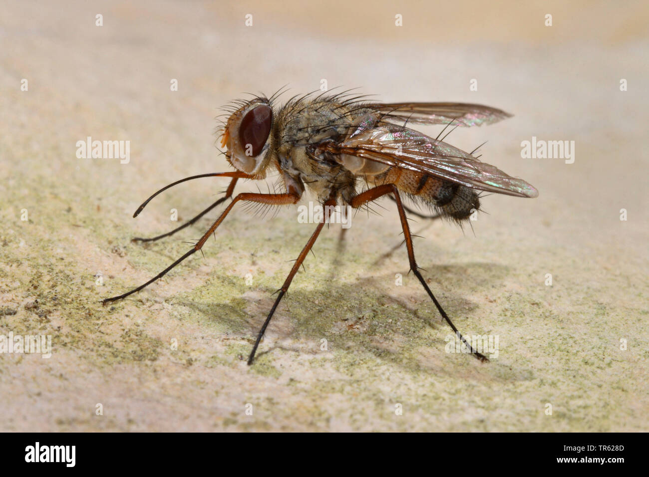 parasitic fly (Prosena siberita), imago, side view, Germany Stock Photo