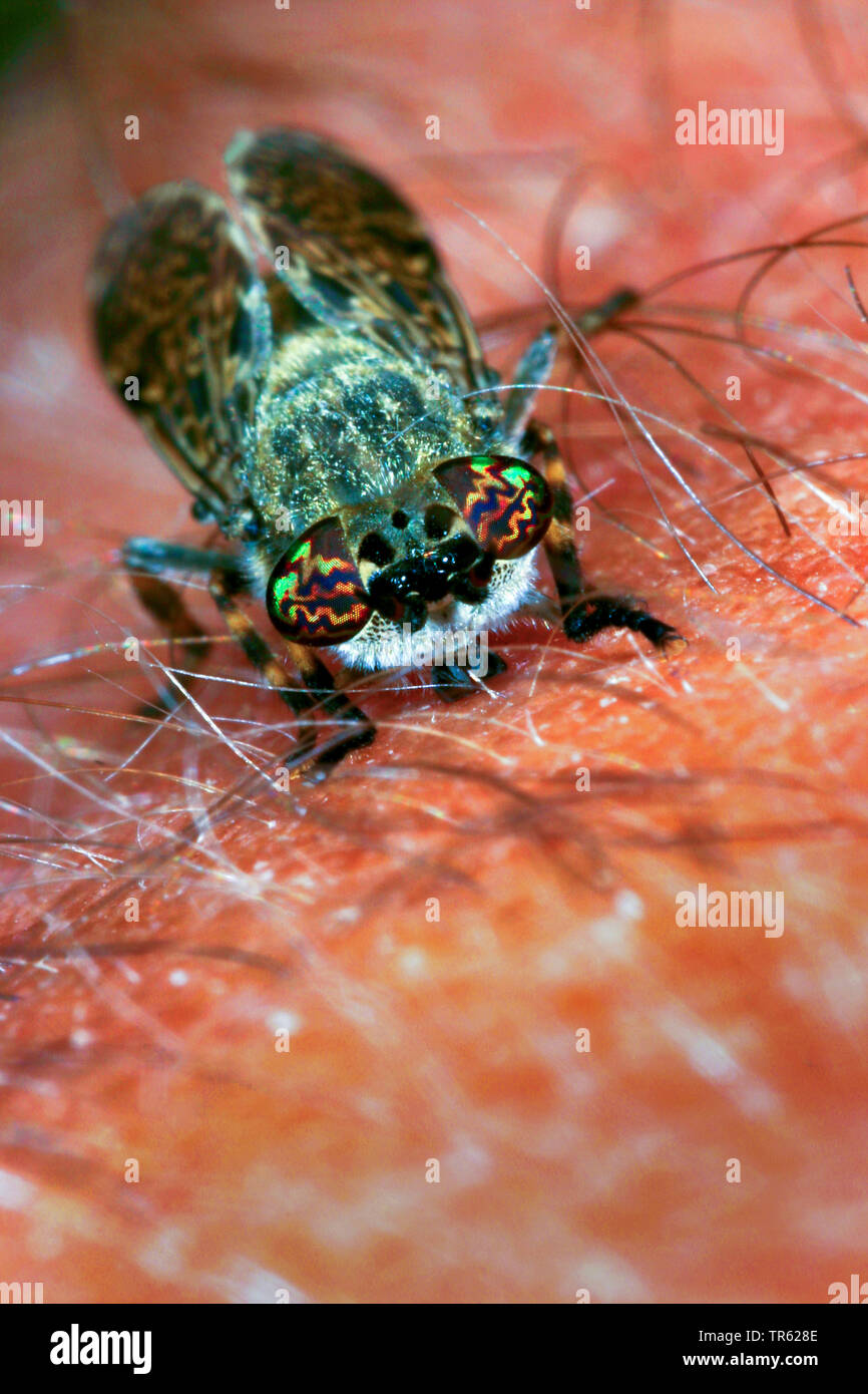 Common Horse Fly, Horse Fly, Notch-horned Cleg Fly, cleg-fly, cleg ...