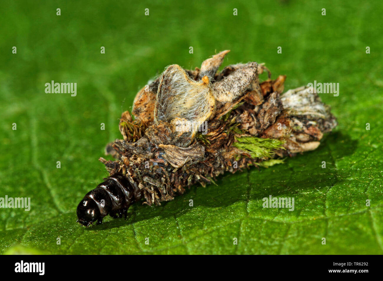 bagworm moth (Psychidae), larva in weave, Germany Stock Photo