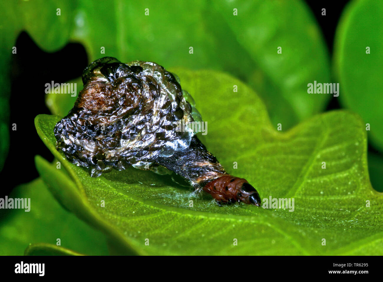 casebearer (Coleophora lutipennella), caterpillar in its weave