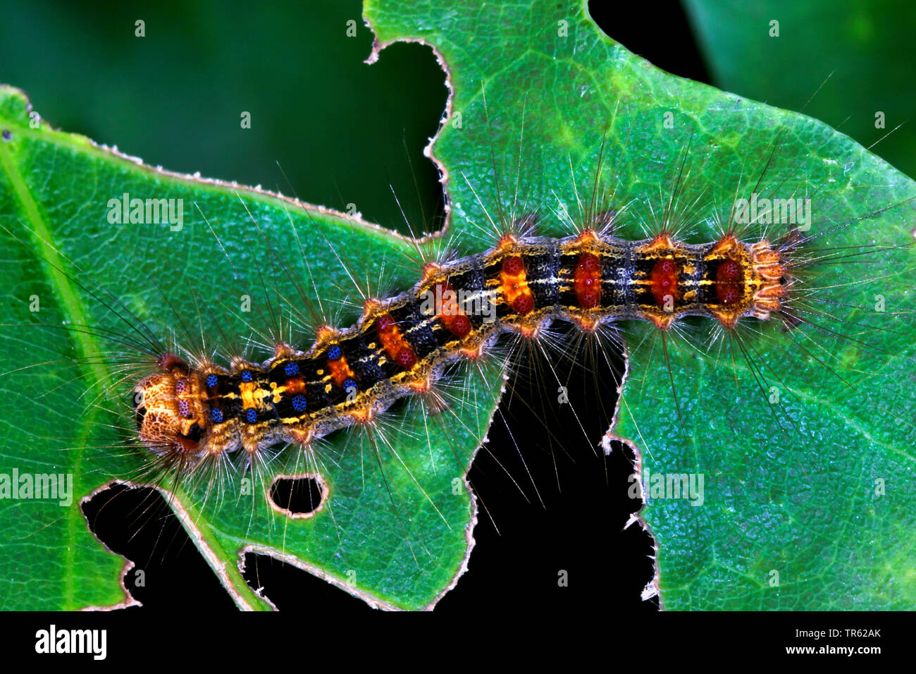 Lymantria dispar caterpillar hi-res stock photography and images - Alamy