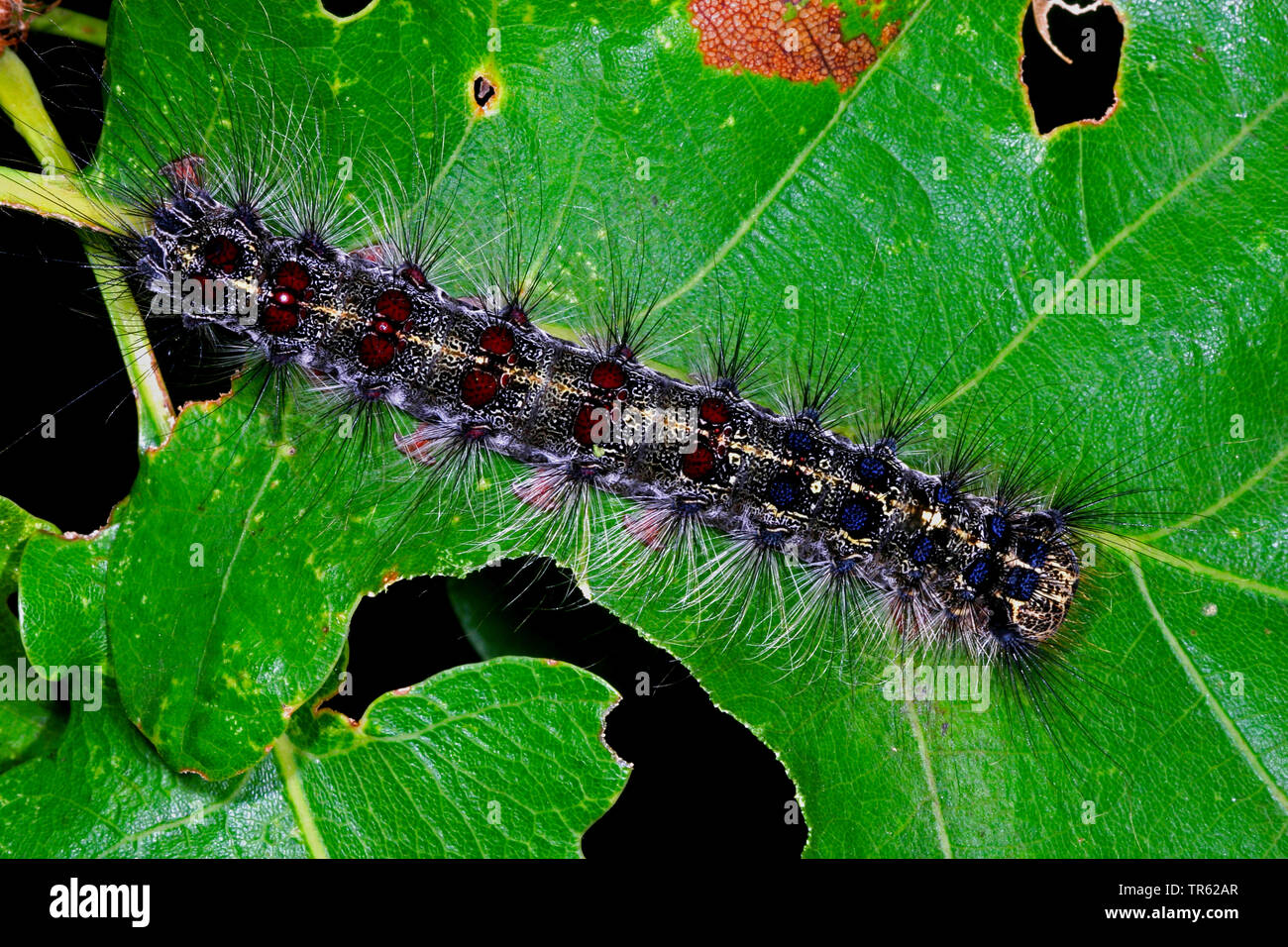 Lymantria dispar caterpillar hi-res stock photography and images - Alamy