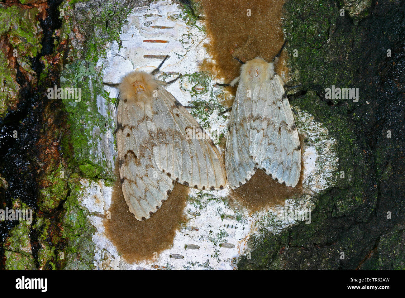 Lymantria dispar adult hi-res stock photography and images - Alamy