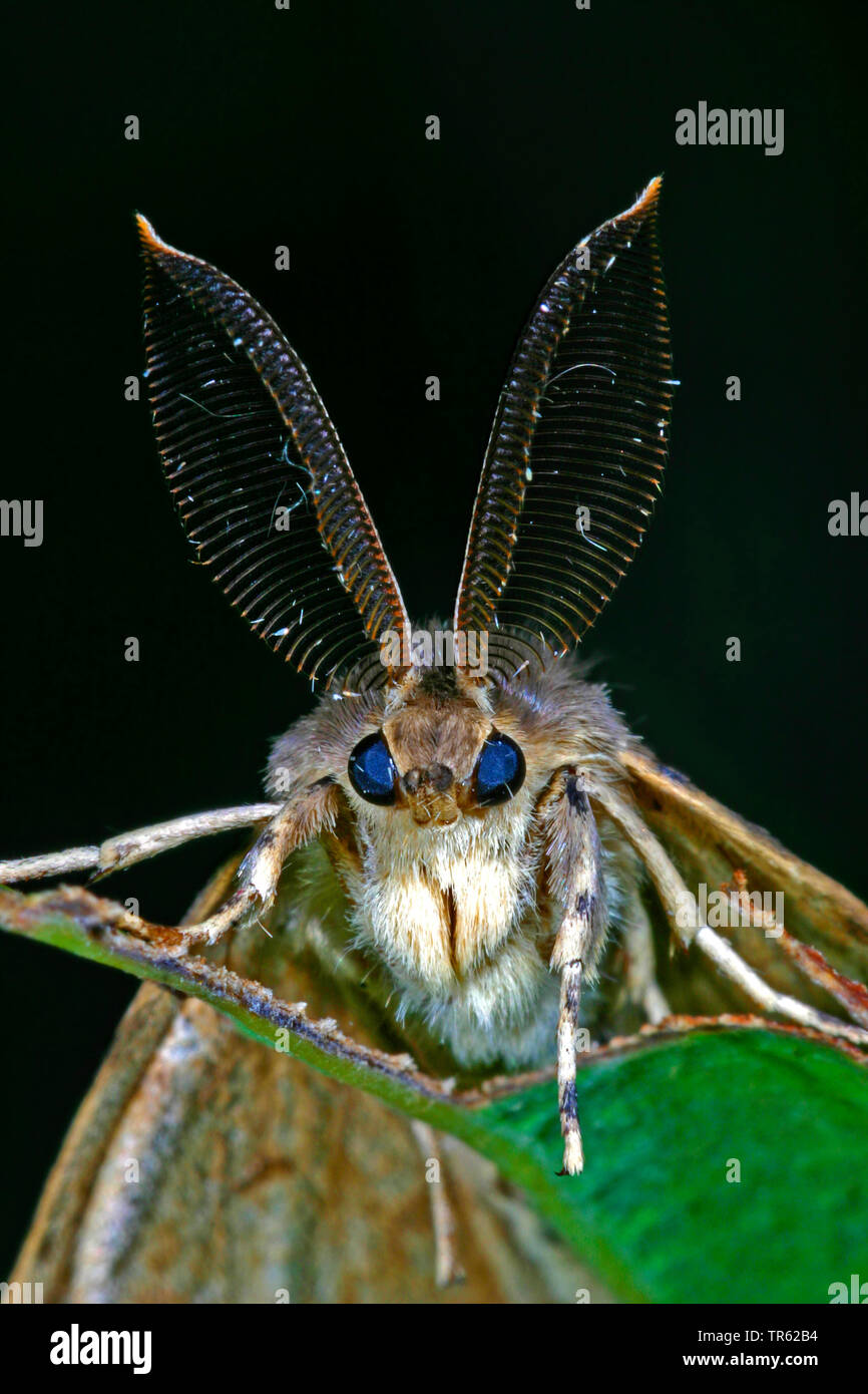 Gipsy moth (Lymantria dispar), male with antennae, Germany Stock Photo