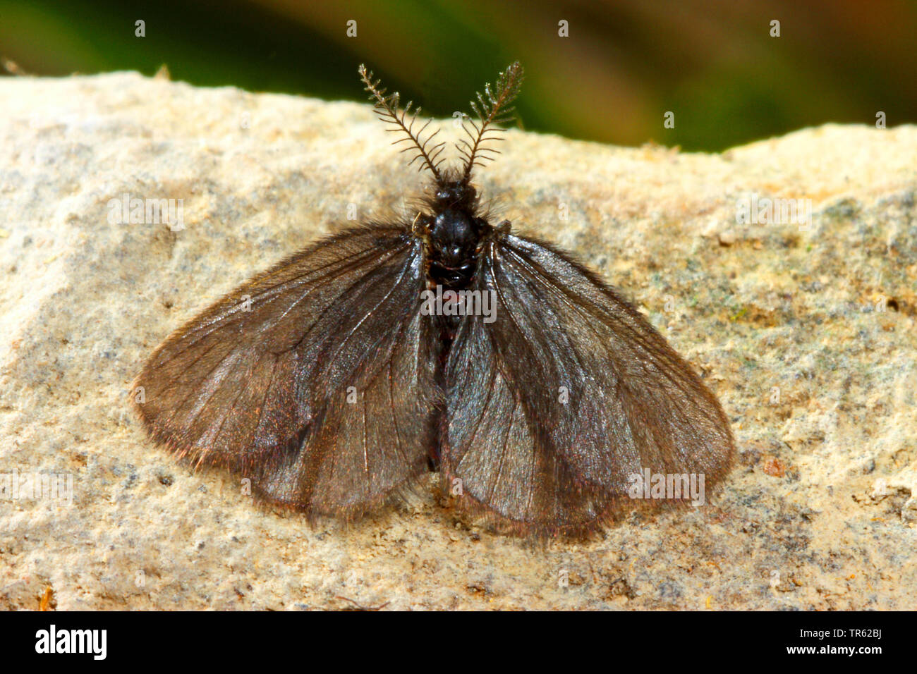 bagworm moth (Epichnopterix sieboldii, Epichnopterix sieboldi), top view, Germany Stock Photo