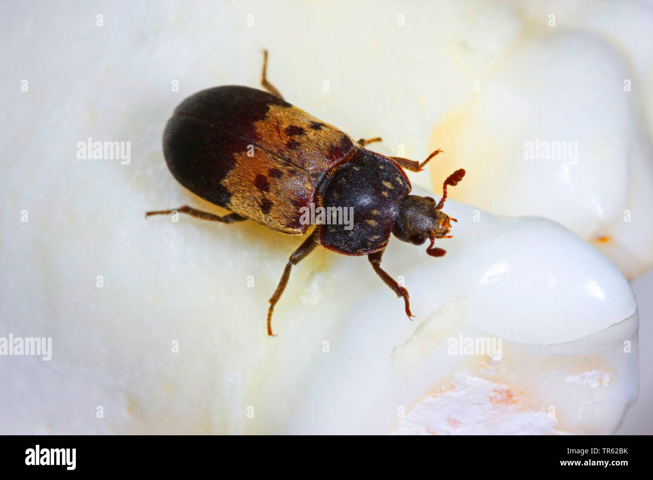 larder beetle, common larder beetle, bacon beetle (Dermestes lardarius), top view, Germany Stock