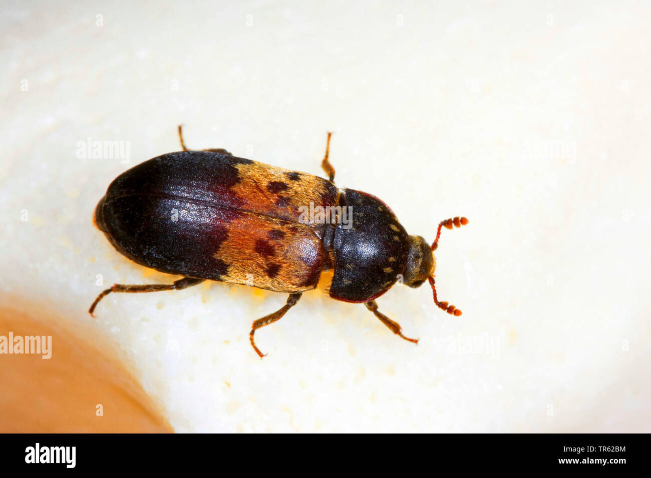 larder beetle, common larder beetle, bacon beetle (Dermestes lardarius