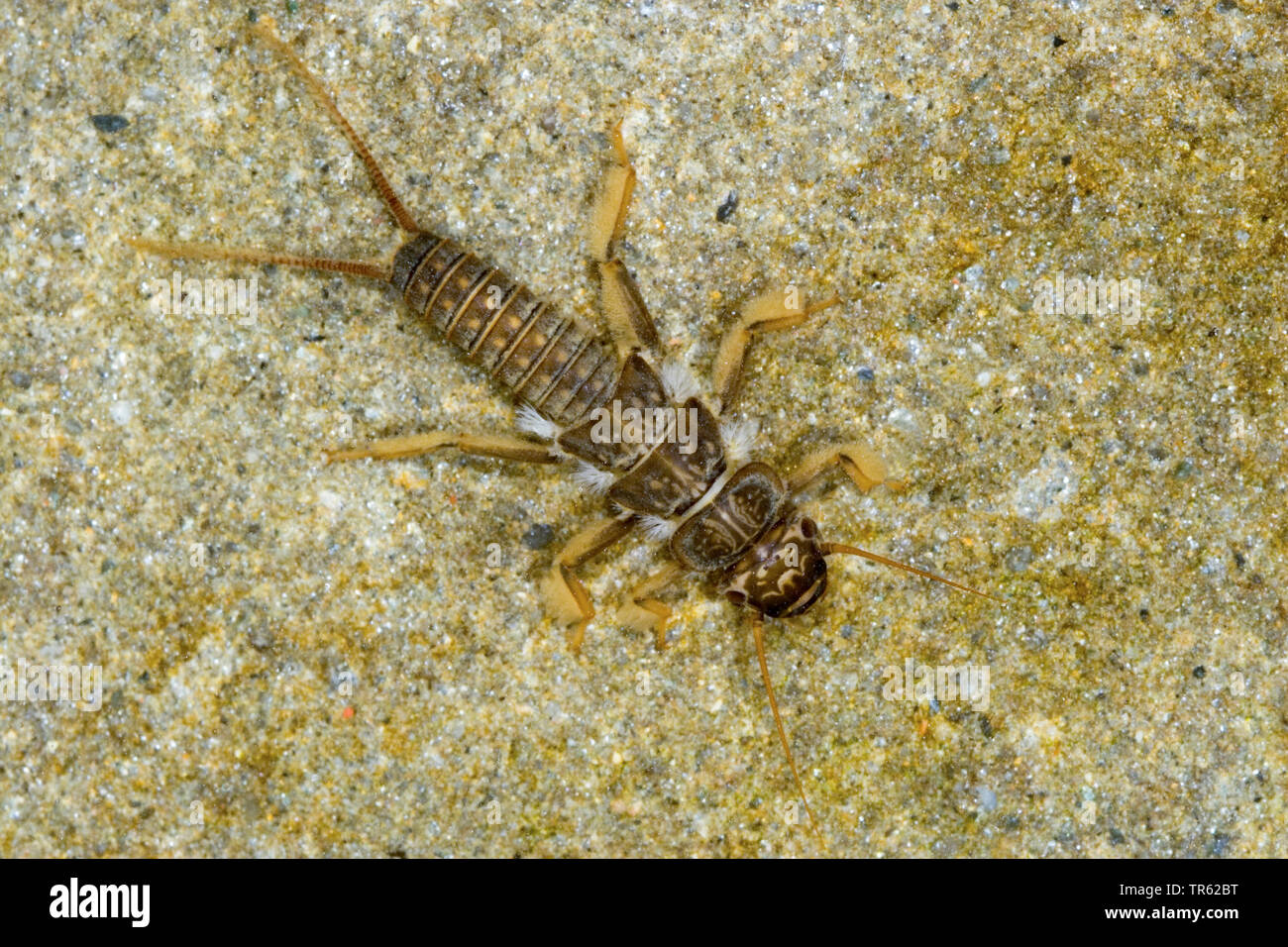 stonefly (Dinocras cephalotes), Larve, Germany Stock Photo