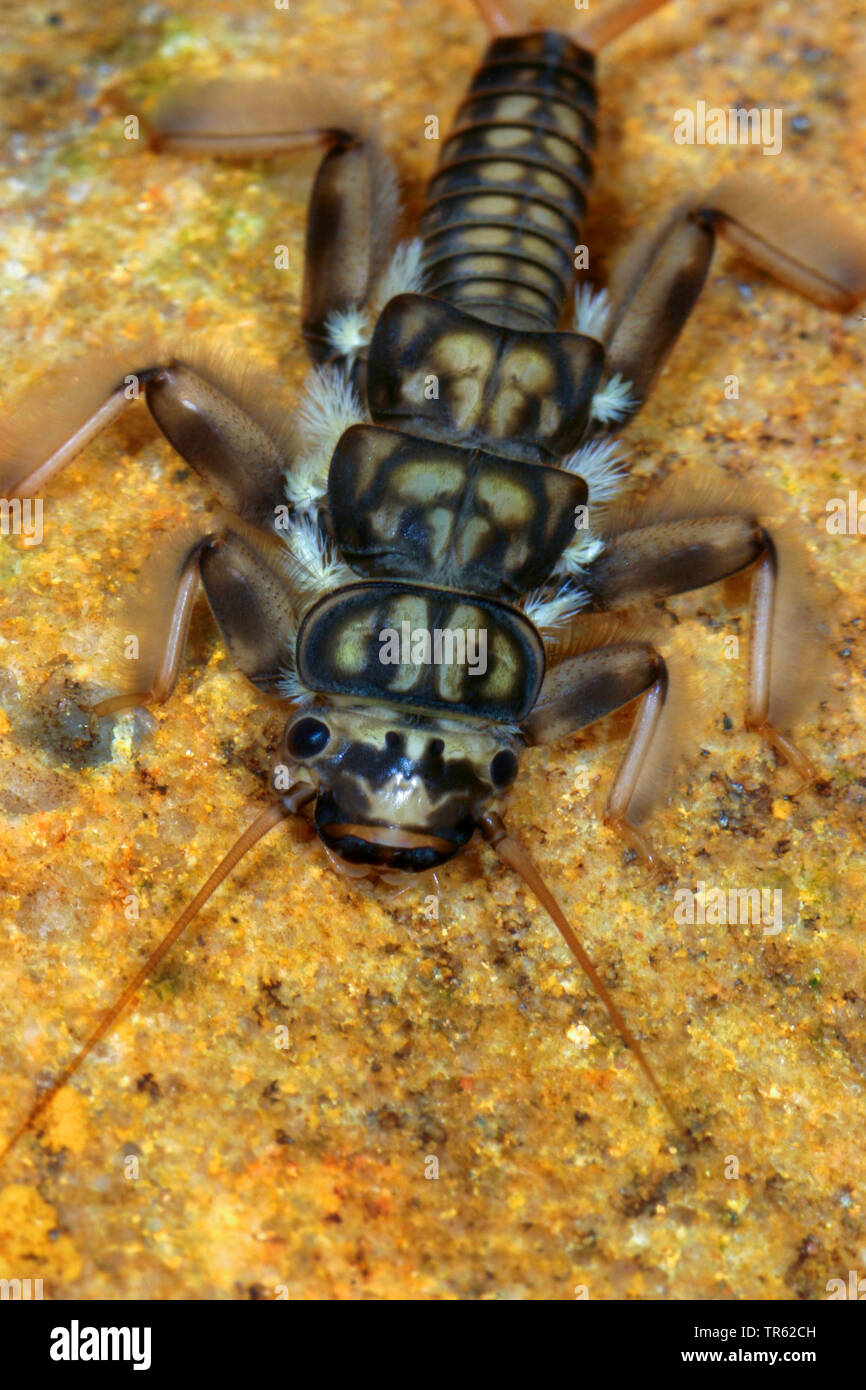 stonefly (Perla marginata), nymph, view from above, Germany Stock Photo -  Alamy