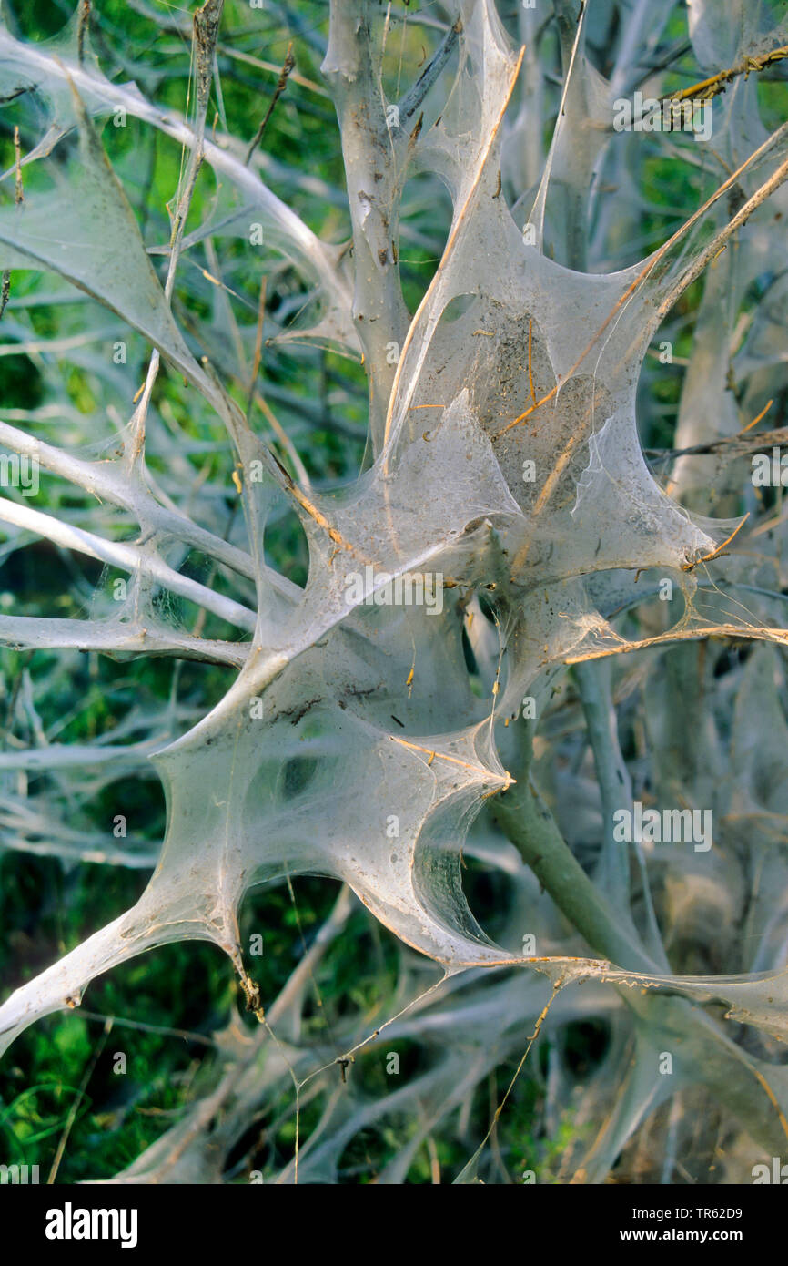 Bird-cherry Ermine (Yponomeuta evonymella, Yponomeuta padi, Yponomeuta evonymellus), wrapped bush, Germany Stock Photo