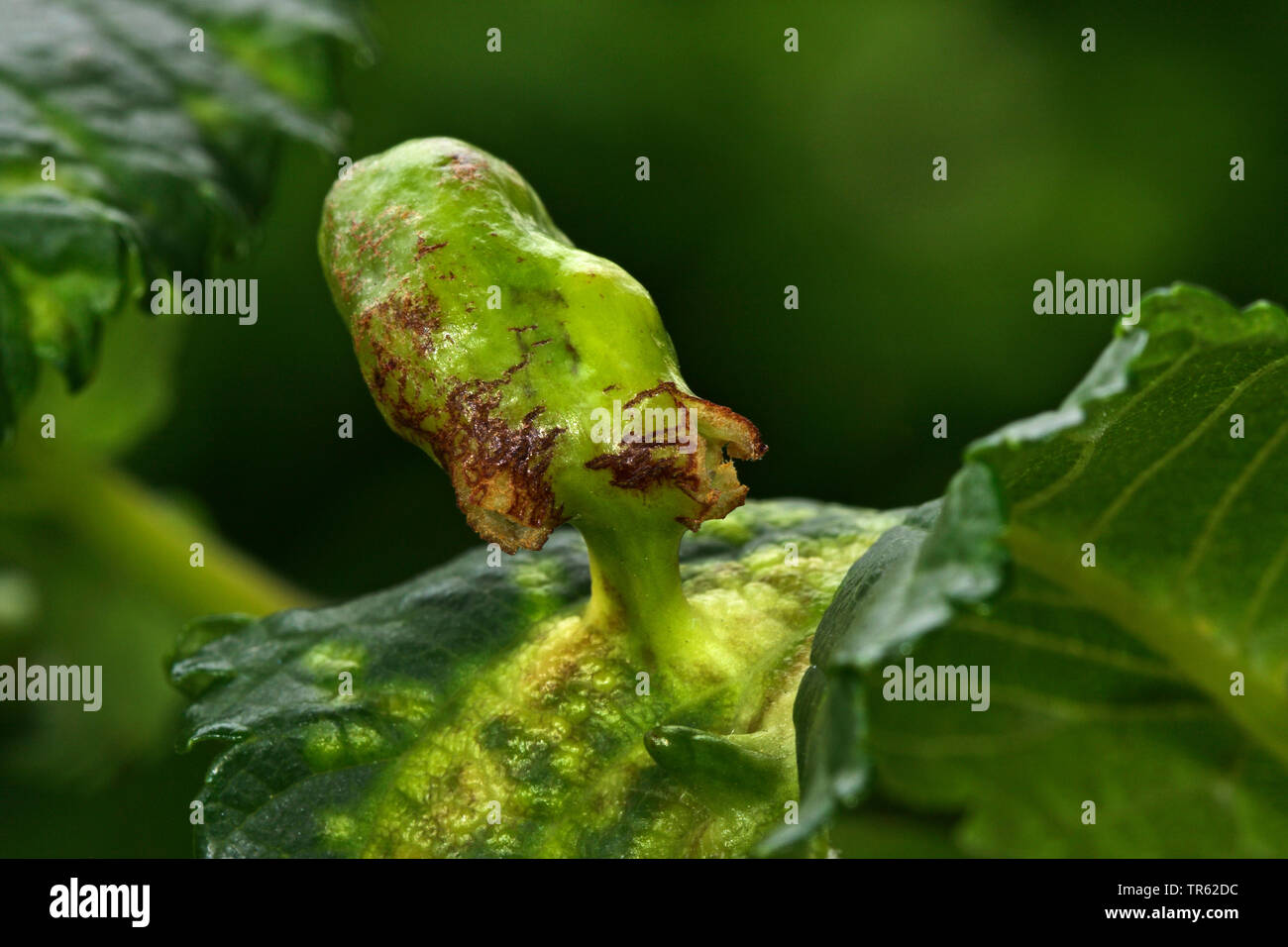 Fig gall aphid, Elm-grass root aphid, Elm Sack Gall Aphid (Byrsocrypta ulmi, Tetraneura ulmi, Eriosoma ulmi), gall at a leaf of an elm, Germany Stock Photo