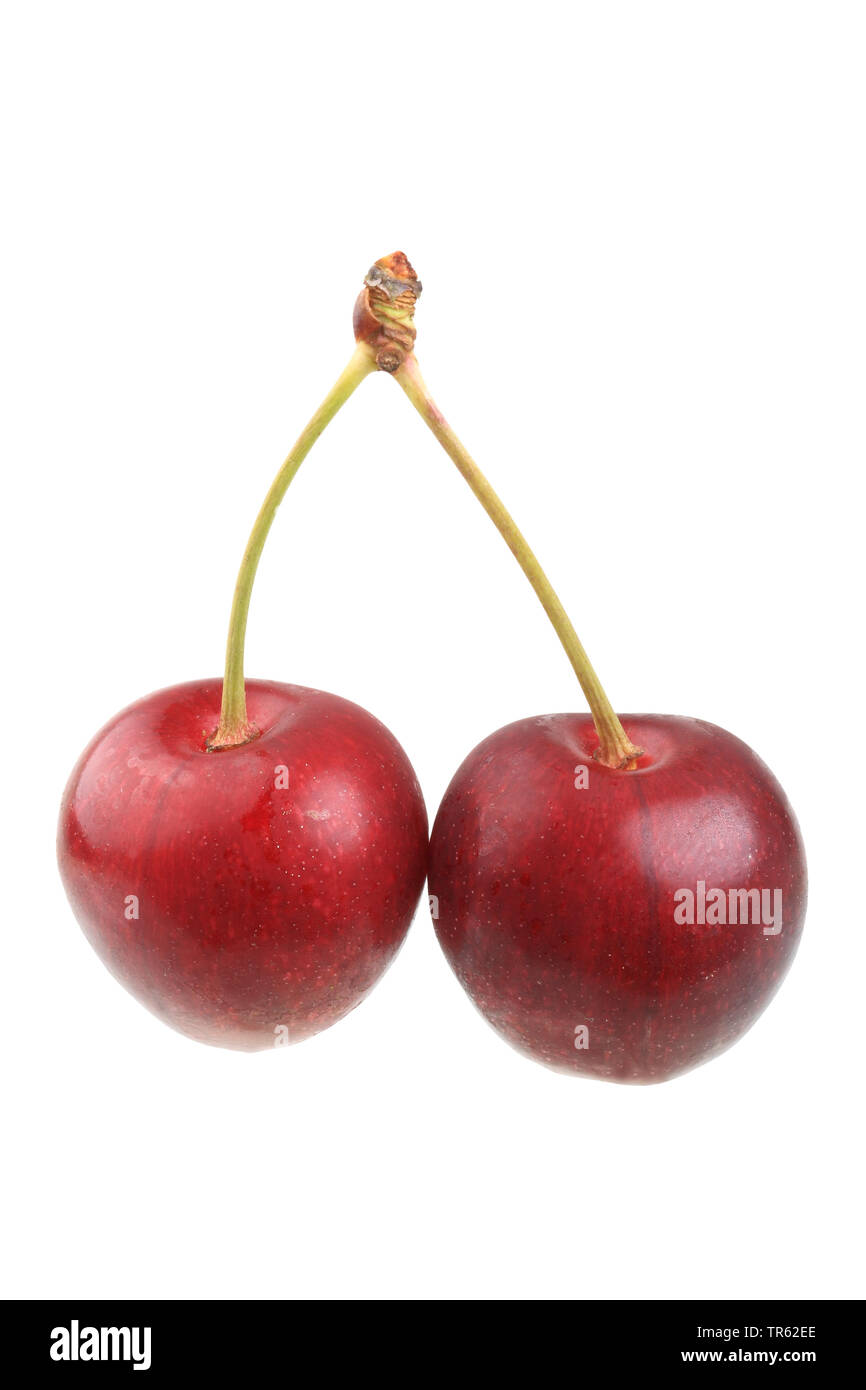 Cherry tree, Sweet cherry (Prunus avium 'Grosse Schwarze Knorpelkirsche', Prunus avium Grosse Schwarze Knorpelkirsche), cherries of cultivar Grosse Schwarze Knorpelkirsche, cutout Stock Photo