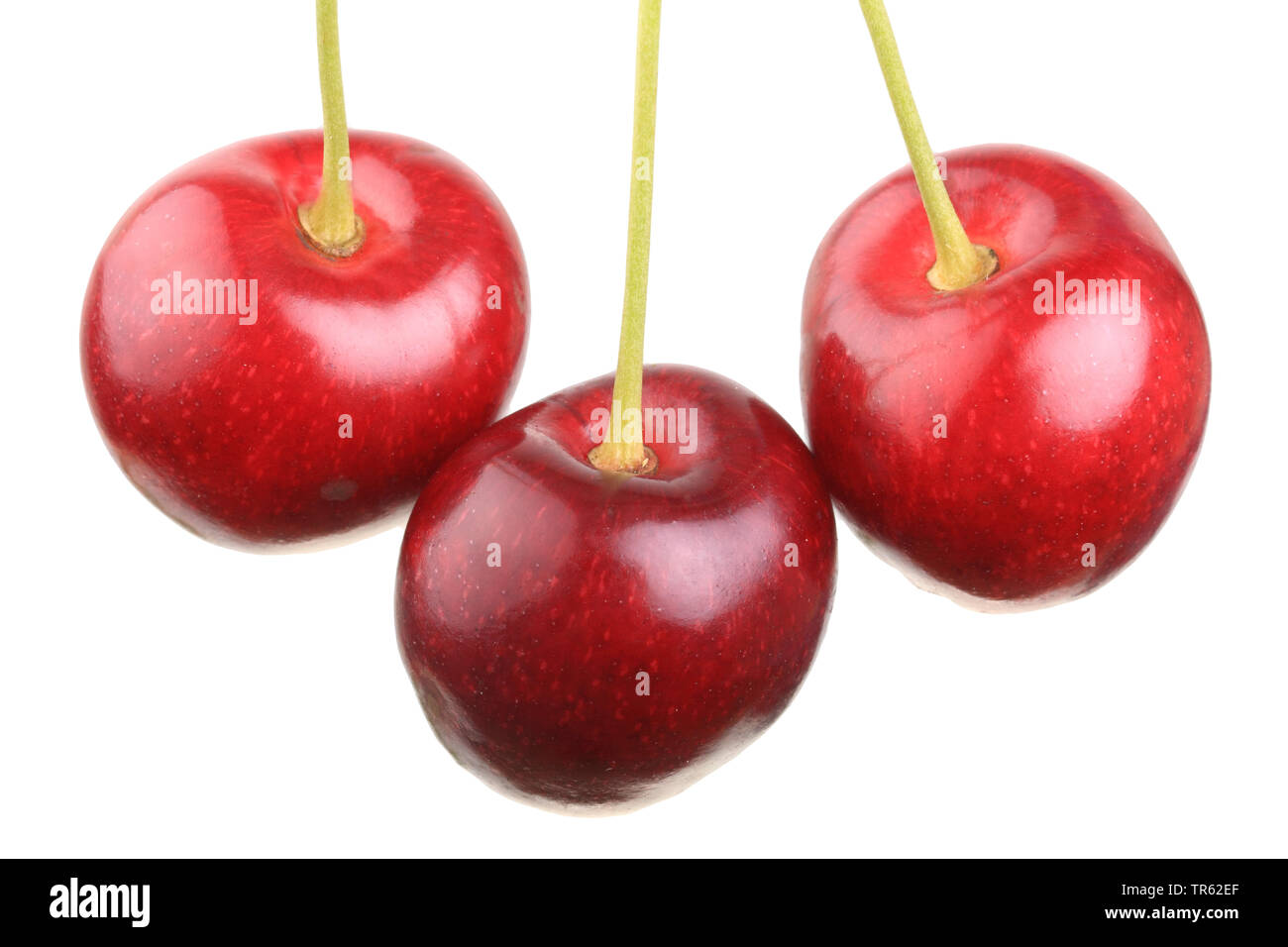 Cherry tree, Sweet cherry (Prunus avium 'Grosse Schwarze Knorpelkirsche', Prunus avium Grosse Schwarze Knorpelkirsche), cherries of cultivar Grosse Schwarze Knorpelkirsche, cutout Stock Photo