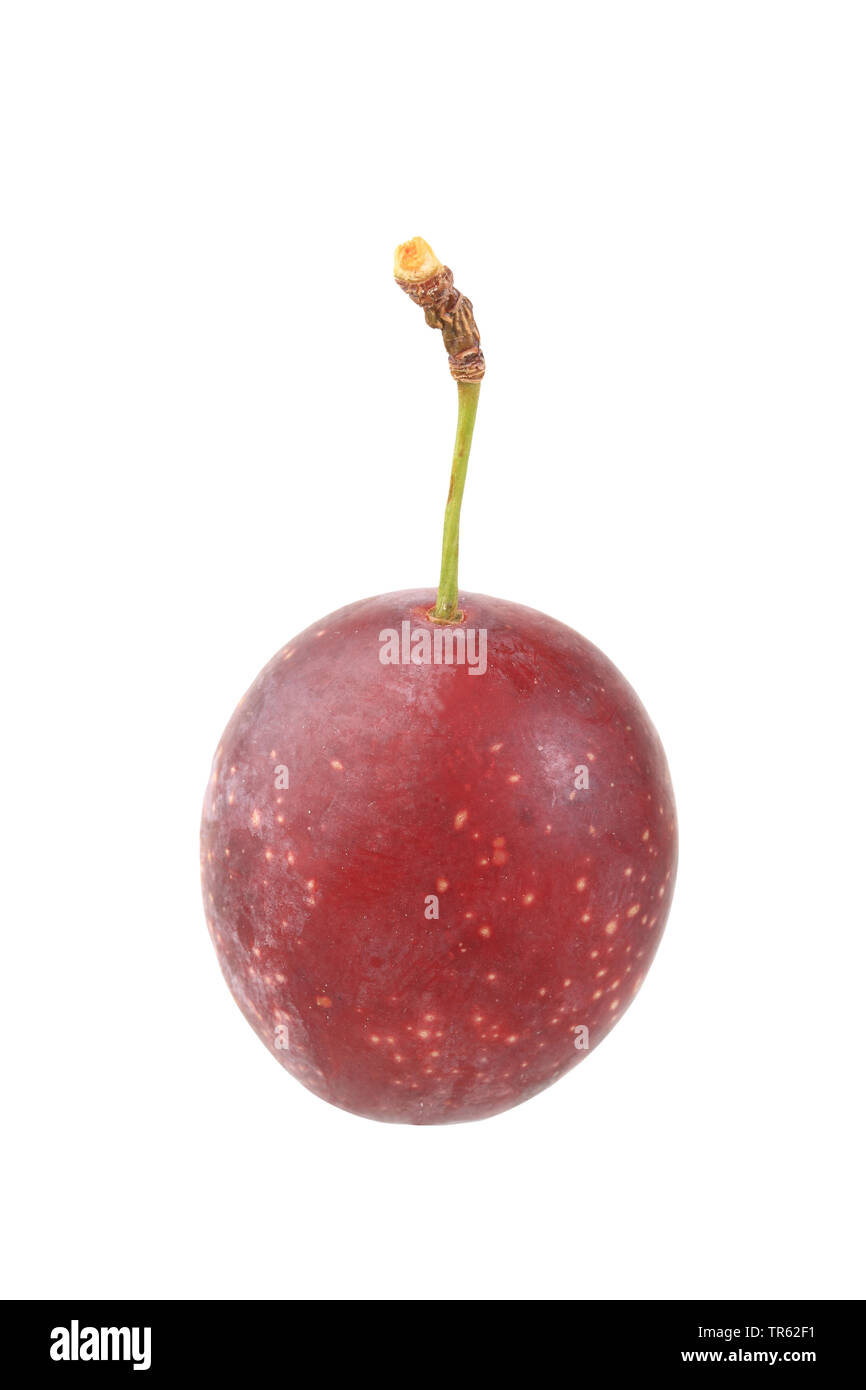 Cherry plum, Myrobalan plum (Prunus cerasifera), fruit, cutout, Bundesrepublik Deutschland Stock Photo