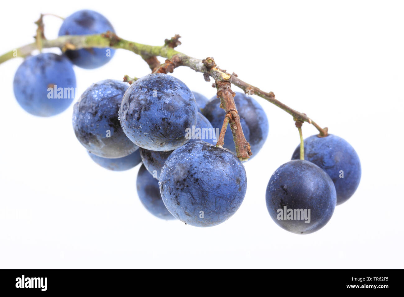 blackthorn, sloe (Prunus spinosa), fruits on a branch, cutout, Bundesrepublik Deutschland Stock Photo