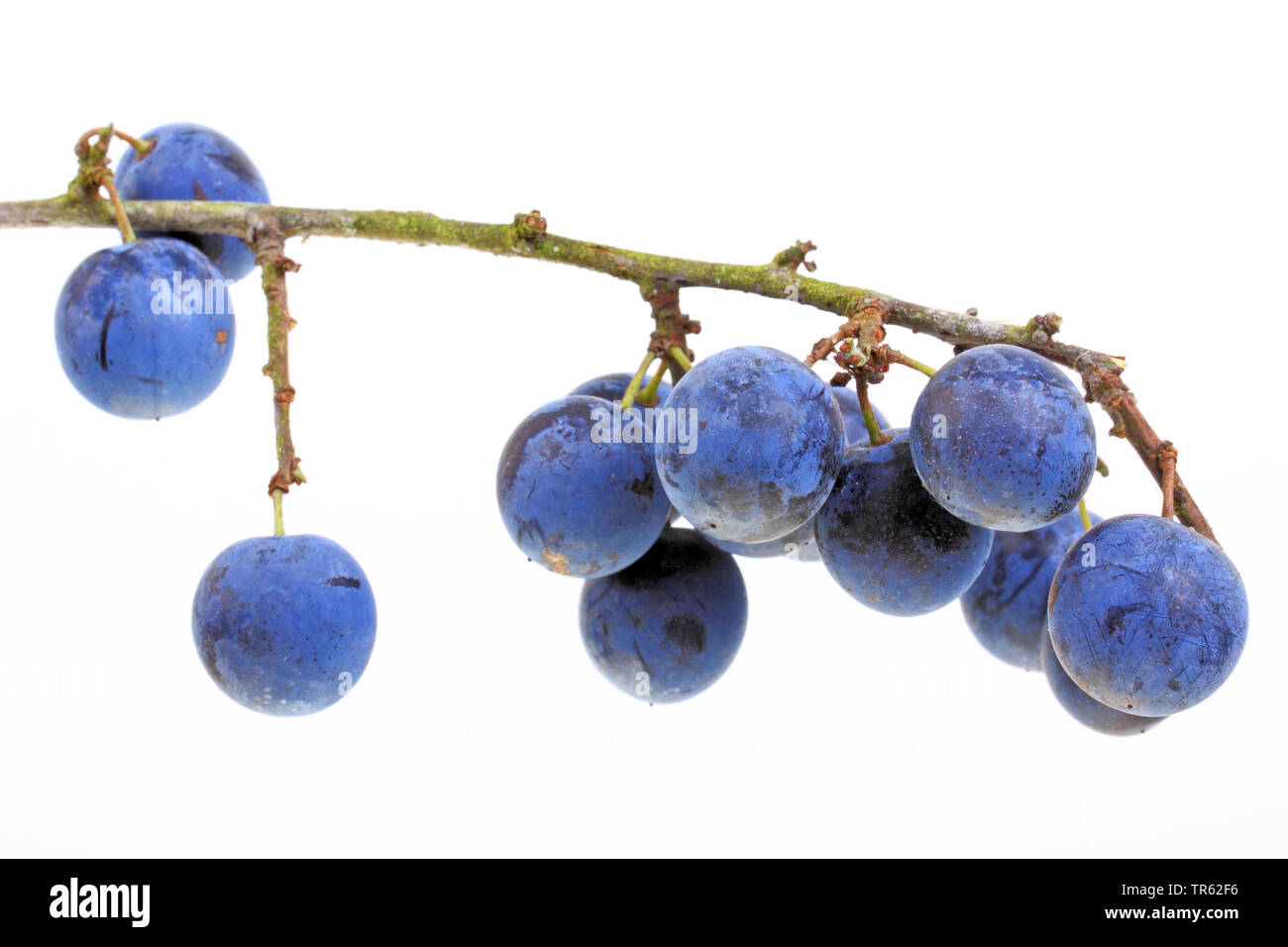 blackthorn, sloe (Prunus spinosa), fruits on a branch, cutout Stock Photo