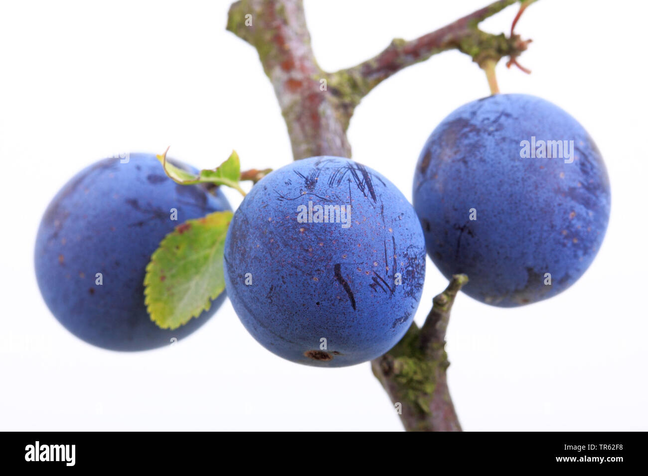 blackthorn, sloe (Prunus spinosa), fruits on a branch, cutout Stock Photo