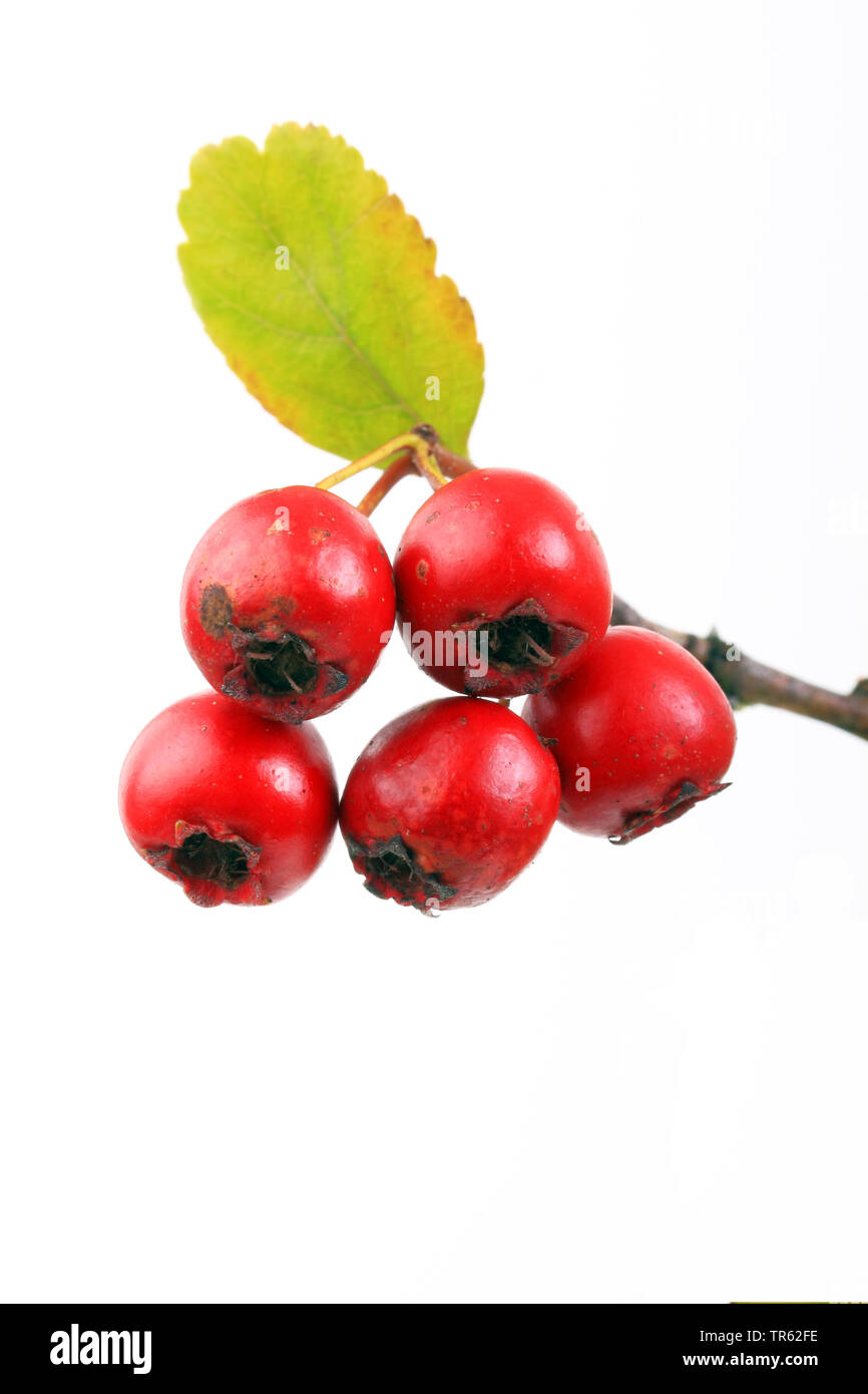 English hawthorn, midland hawthorn (Crataegus laevigata), fruits on a