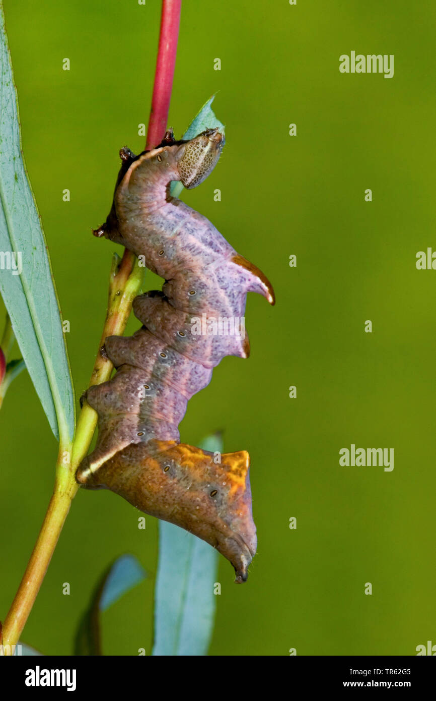 pebble prominent (Notodontia ziczac, Eligmodonta ziczac, Notodonta ziczac), caterpillar feeding at willow, side view, Germany Stock Photo