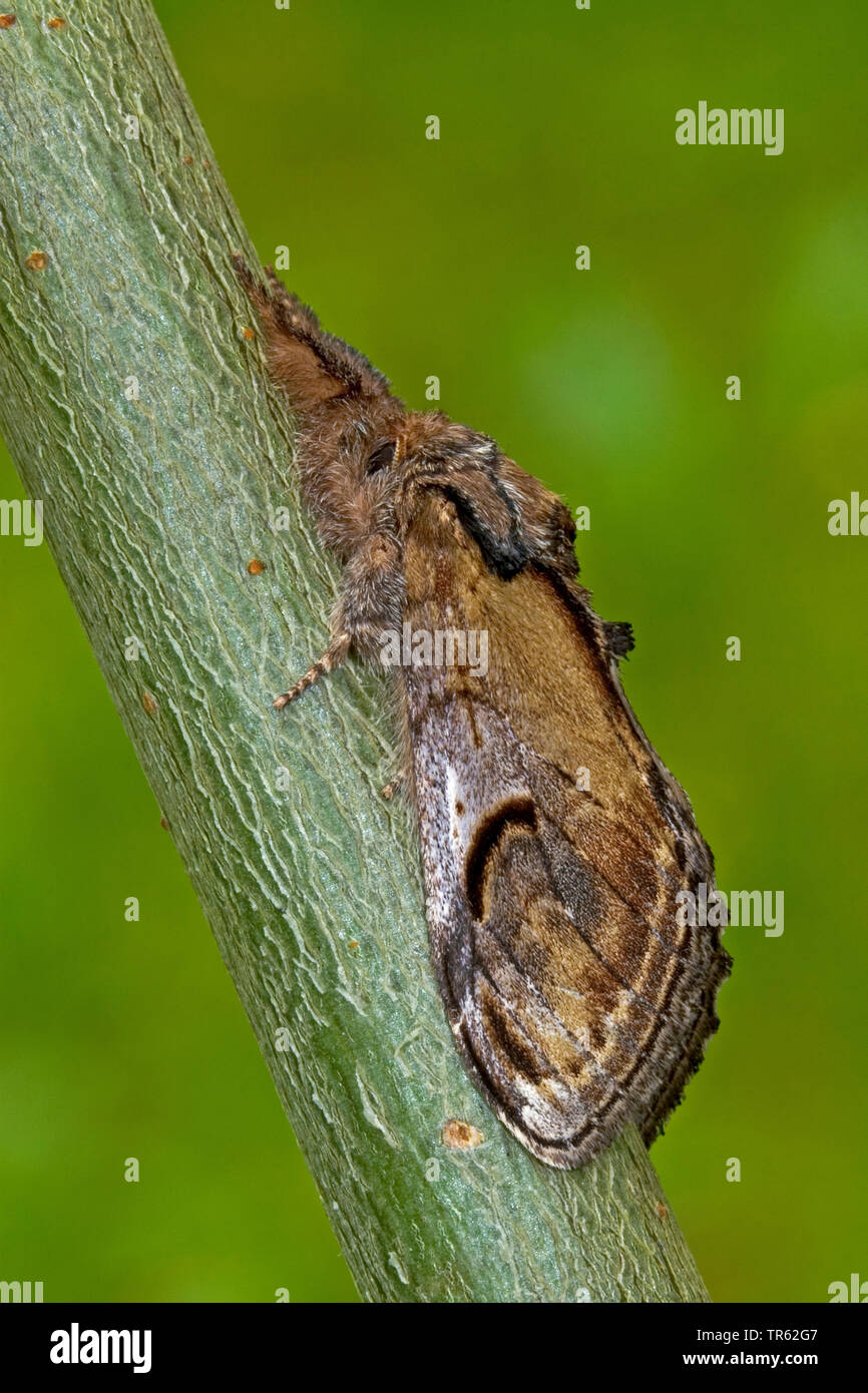 pebble prominent (Notodontia ziczac, Eligmodonta ziczac, Notodonta ziczac), at a stem, side view, Germany Stock Photo