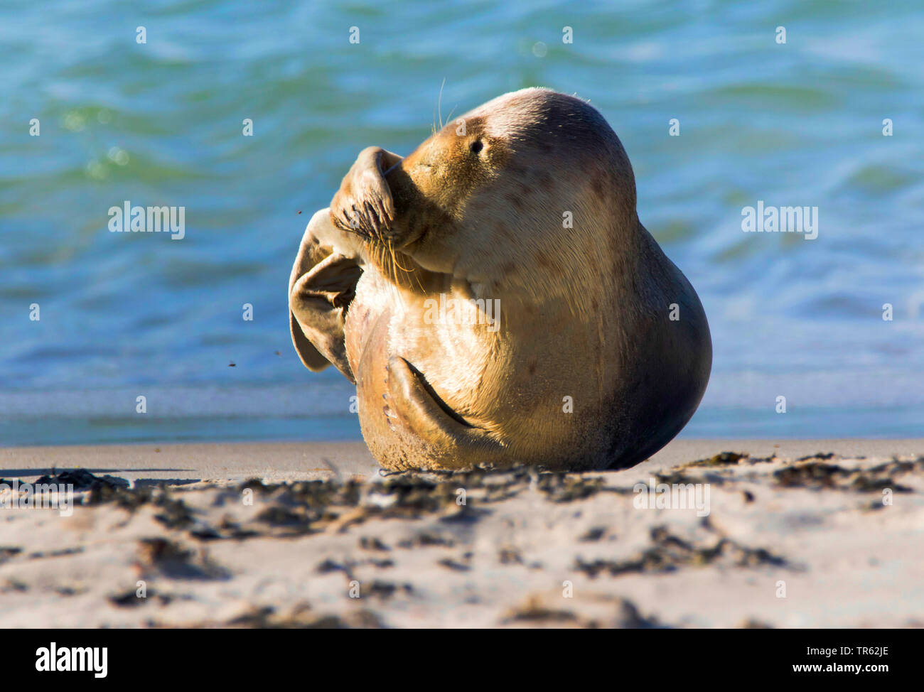 gray seal (Halichoerus grypus), bashful grey seal on island Helgoland Duene, Germany, Schleswig-Holstein, Heligoland Stock Photo